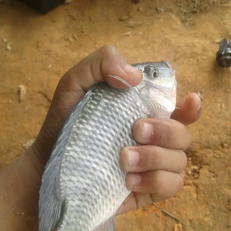 angler catch
