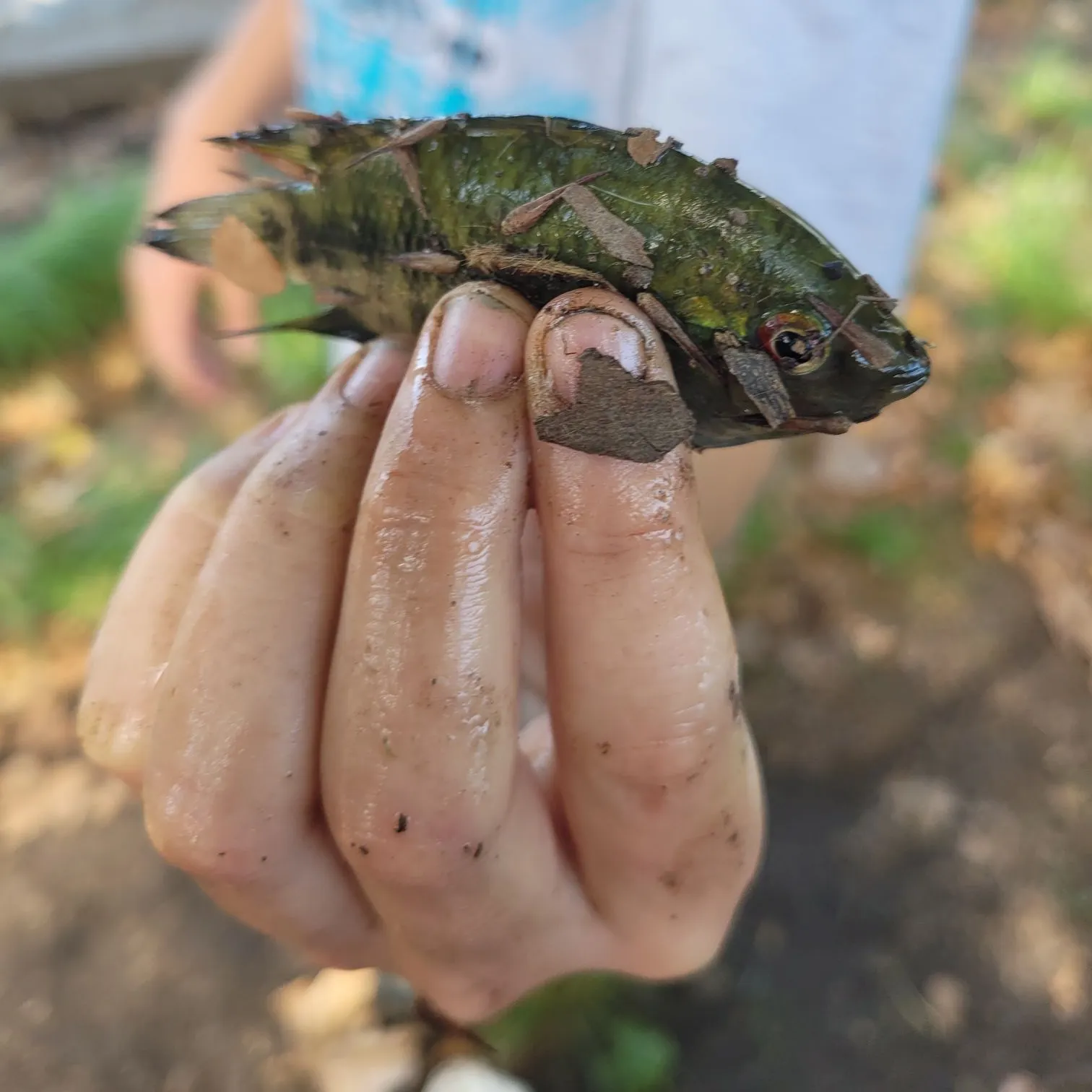 The most recent Chanchita catches on Fishbrain