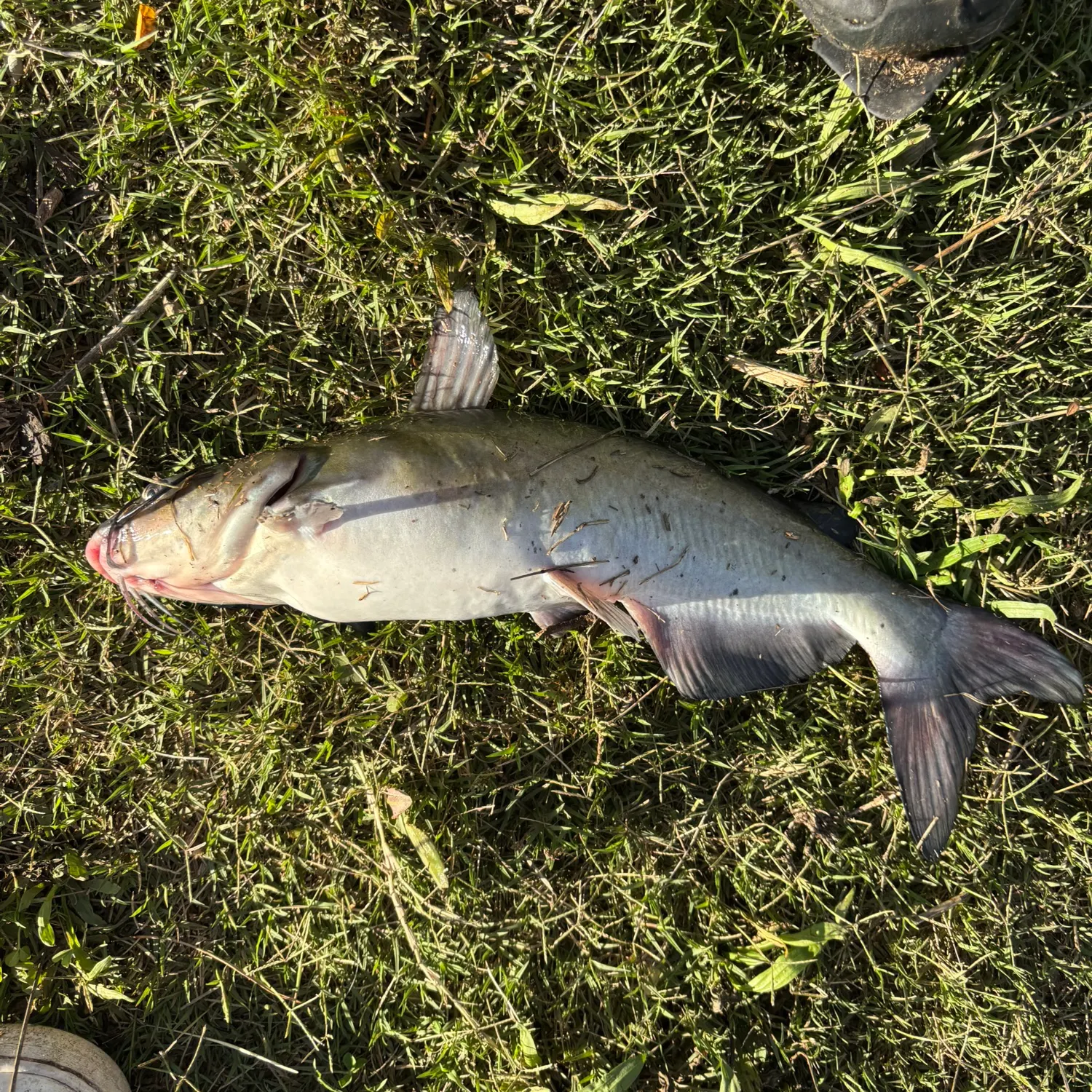 Channel catfish caught on Fishbrain
