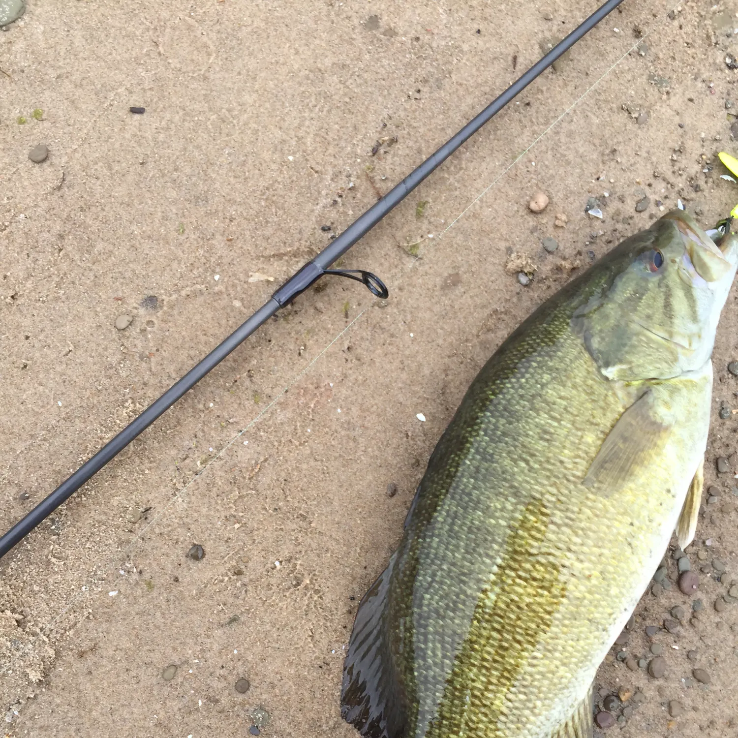 angler catch