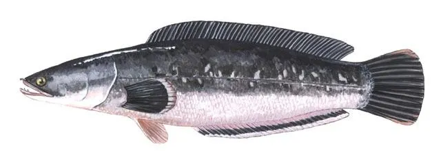 Indonesian snakehead