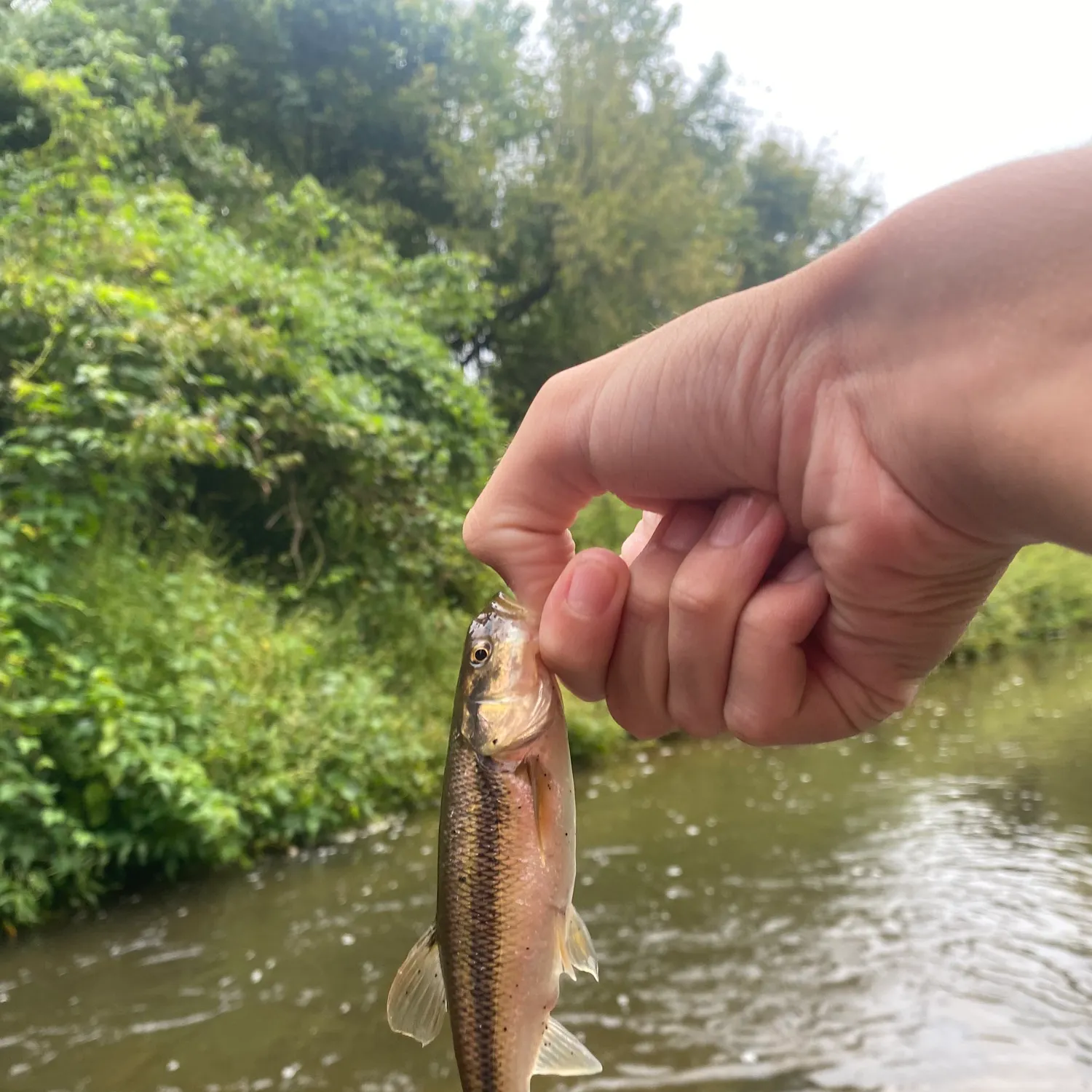 Creek chub caught on Fishbrain