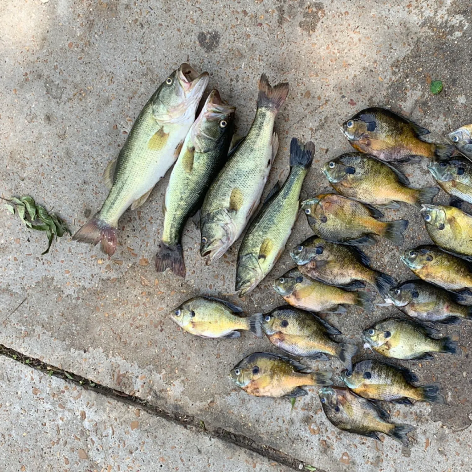 recently logged catches