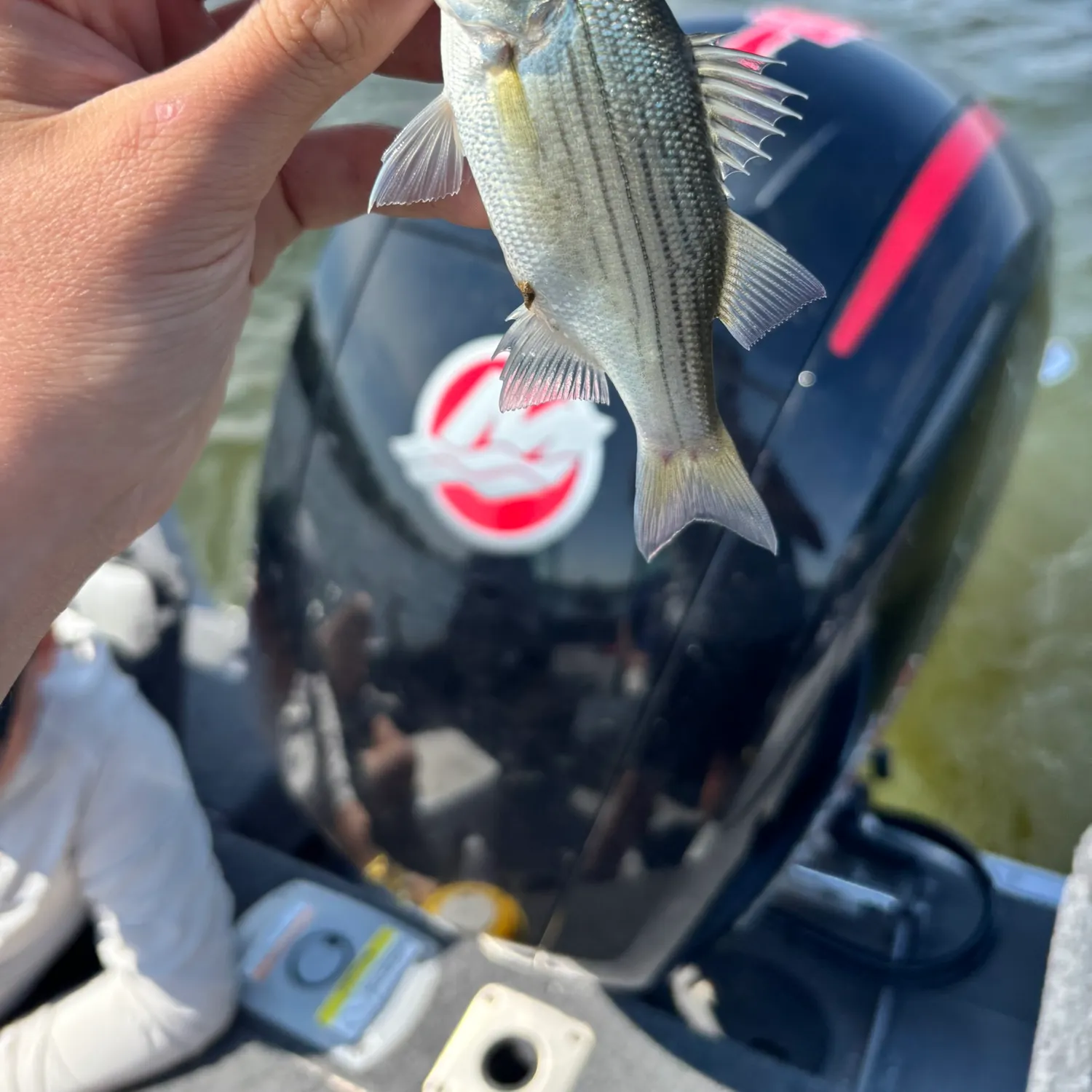 White bass caught on Fishbrain