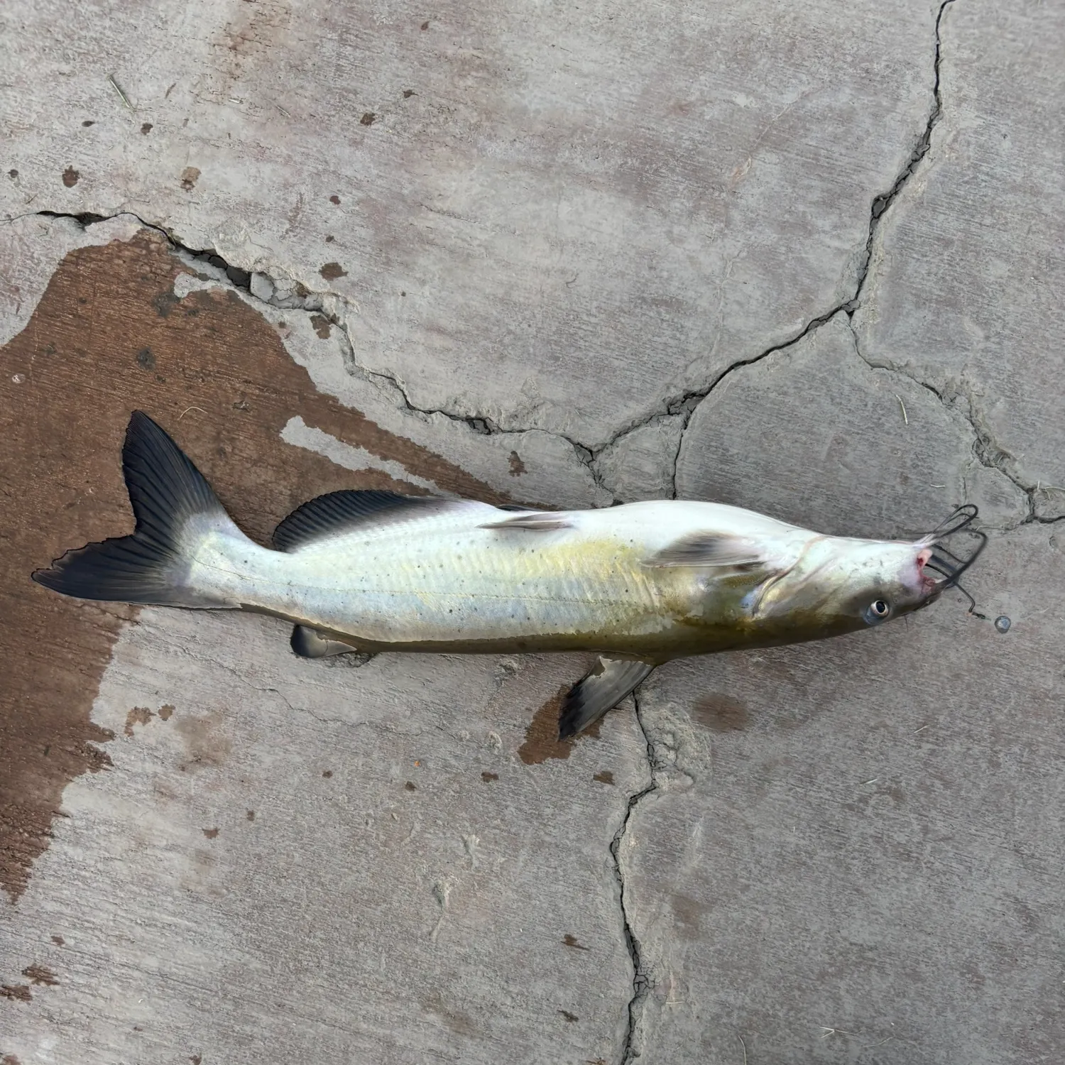 Channel catfish caught on Fishbrain