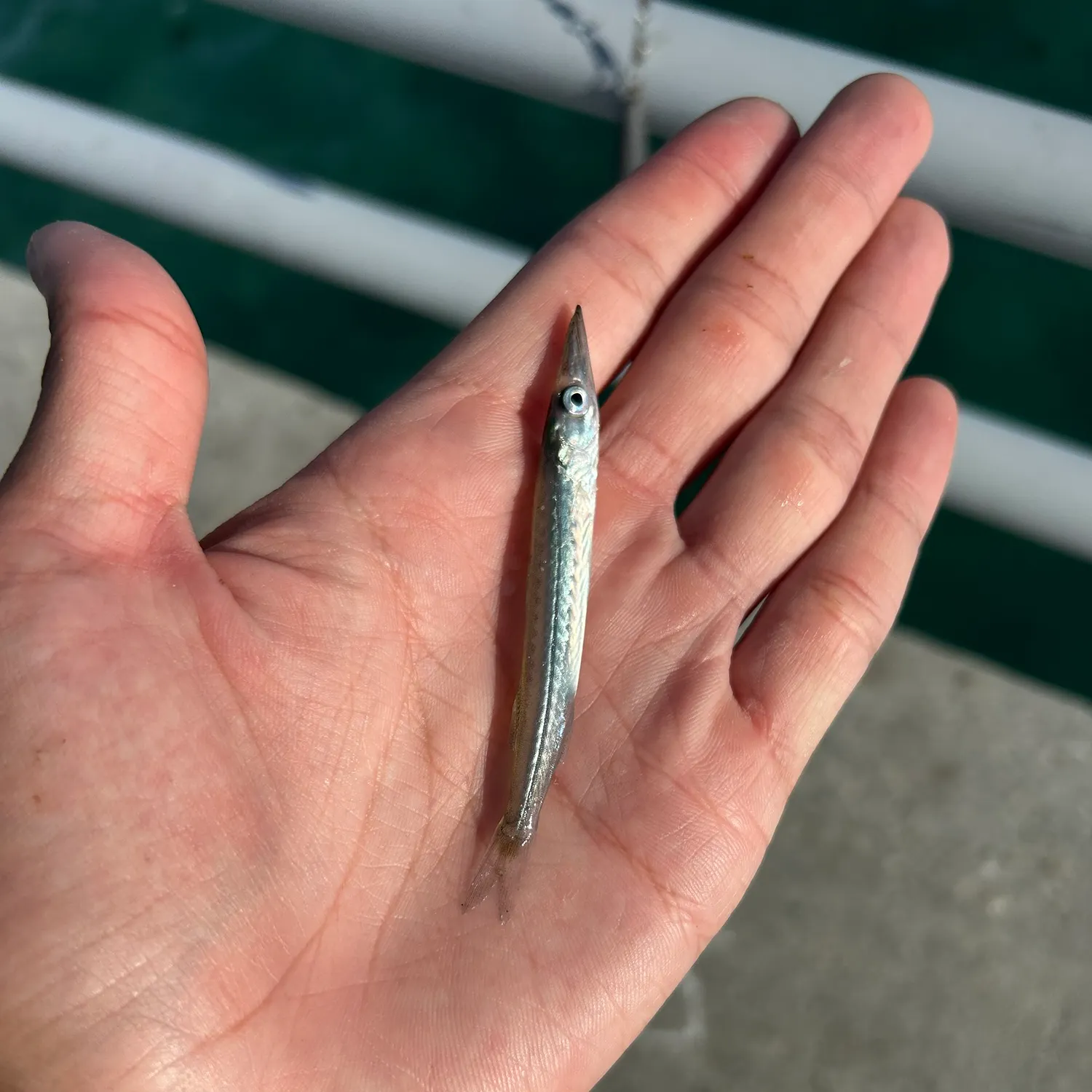 Pacific barracuda caught on Fishbrain