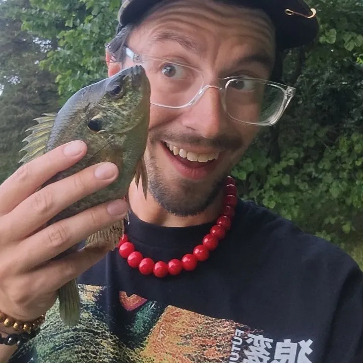 Bluegill caught on Fishbrain