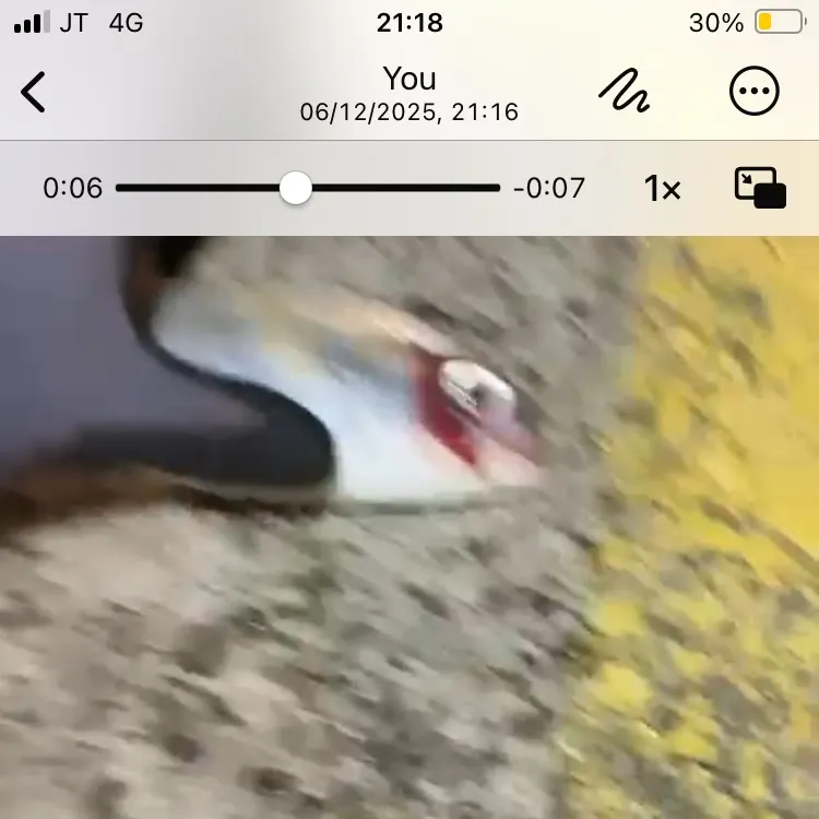 The most recent Red seabream catches on Fishbrain