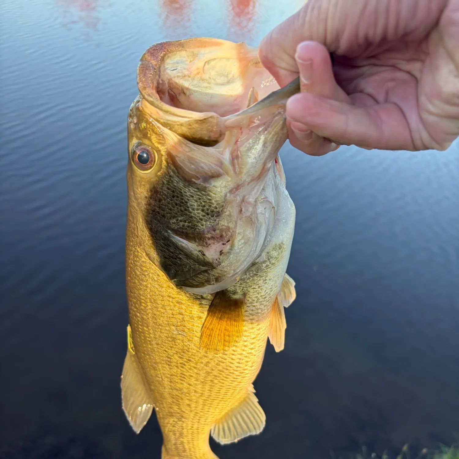 Largemouth bass caught on Fishbrain
