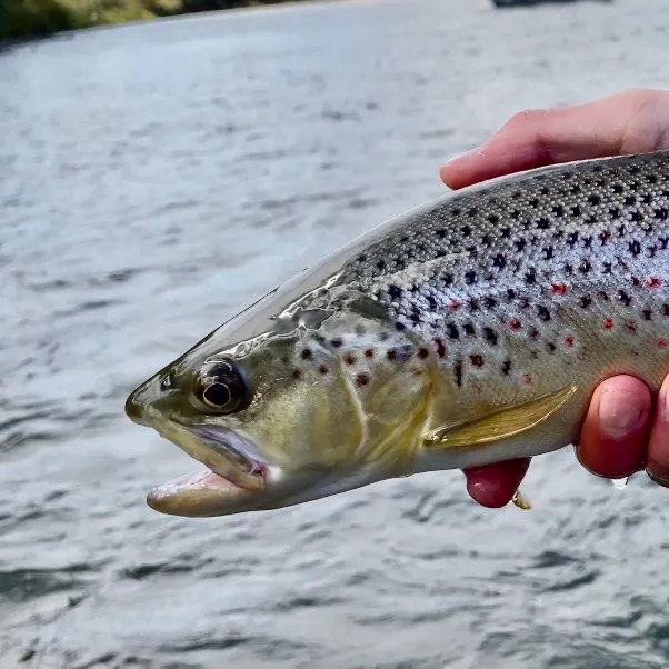 Brown trout caught on Fishbrain
