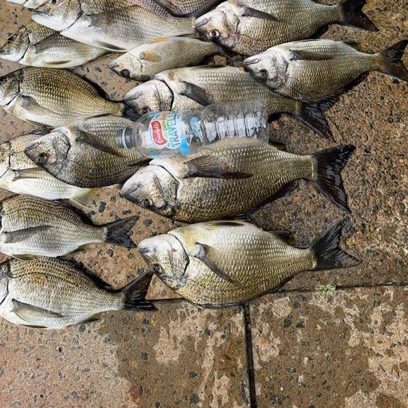 The most recent Southern black bream catches on Fishbrain