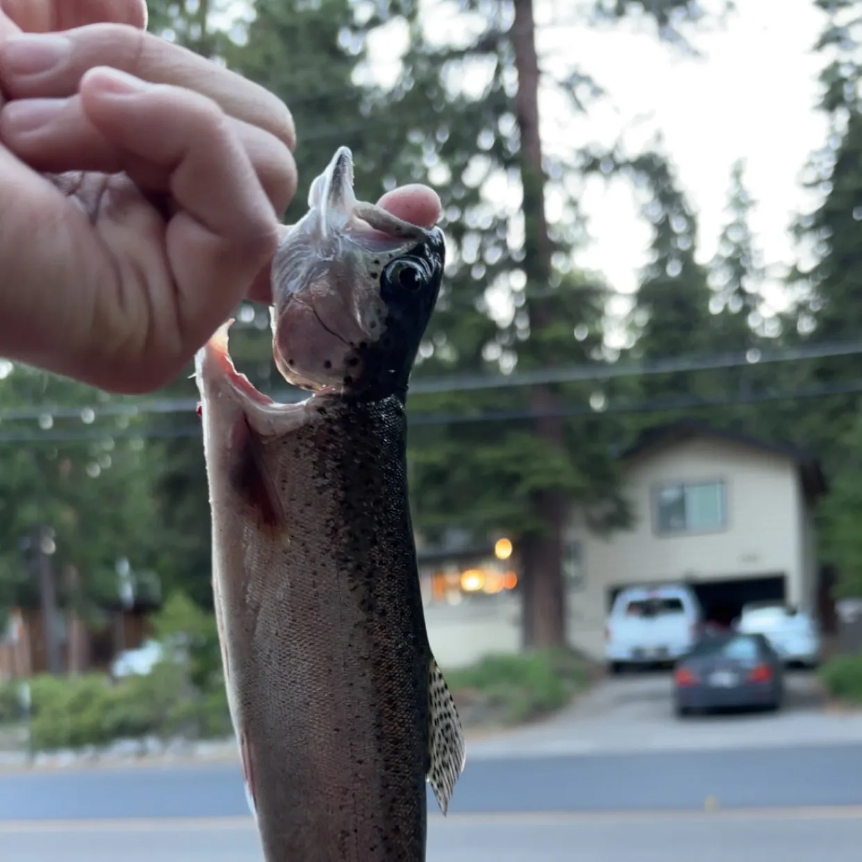 catch