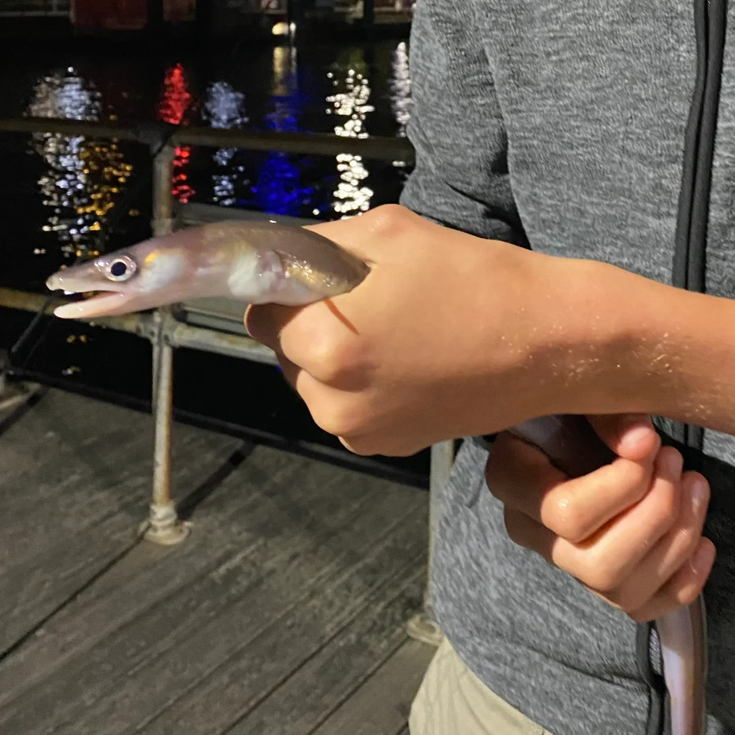 The most recent European conger catches on Fishbrain