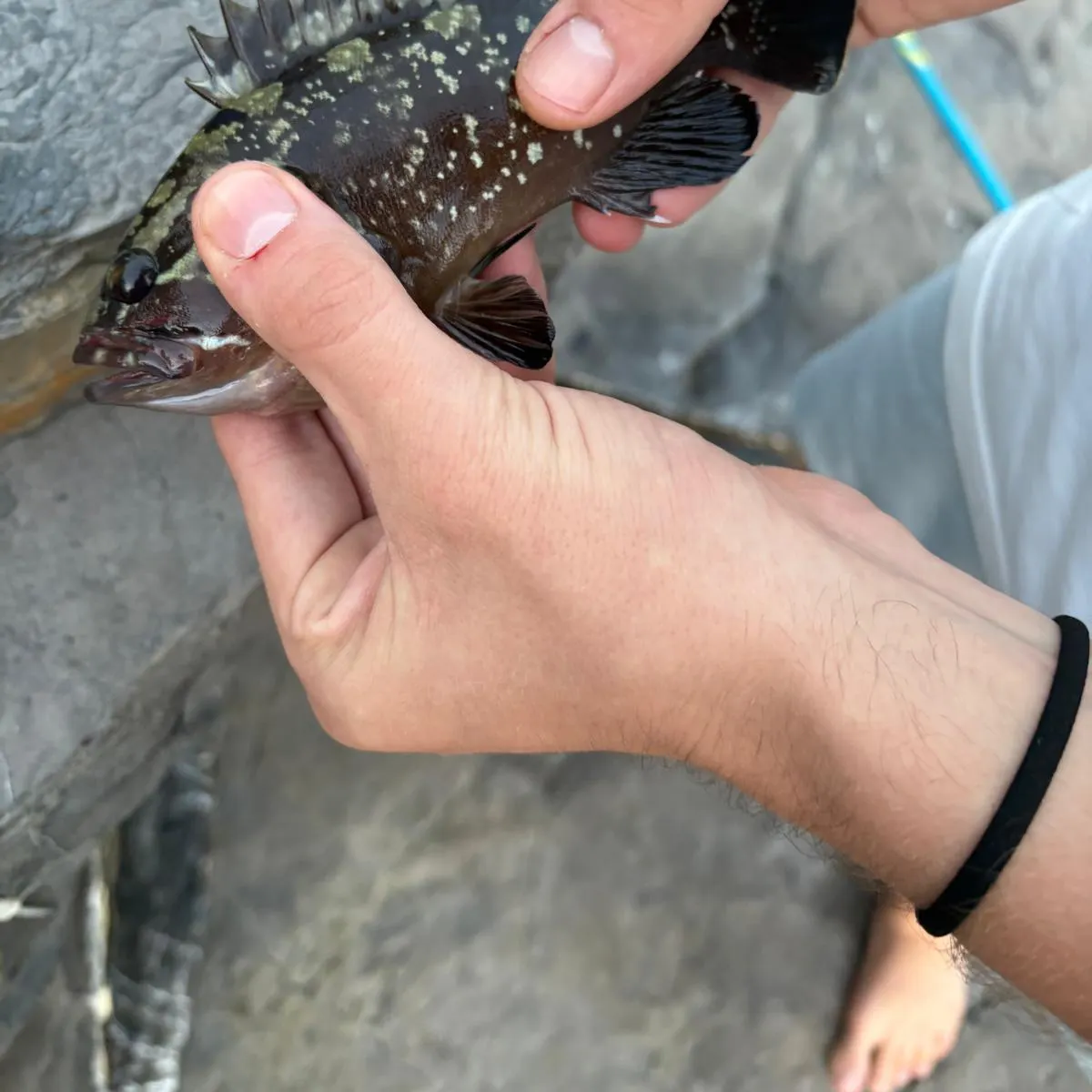 The most recent White grouper catches on Fishbrain