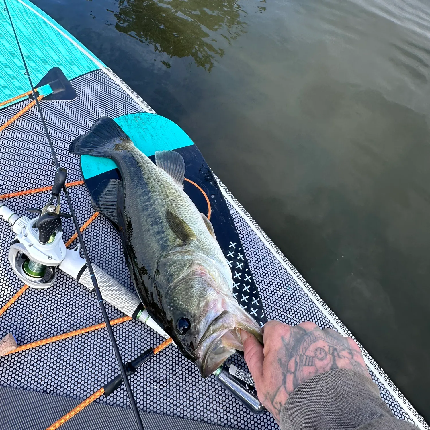 Largemouth bass caught on Fishbrain