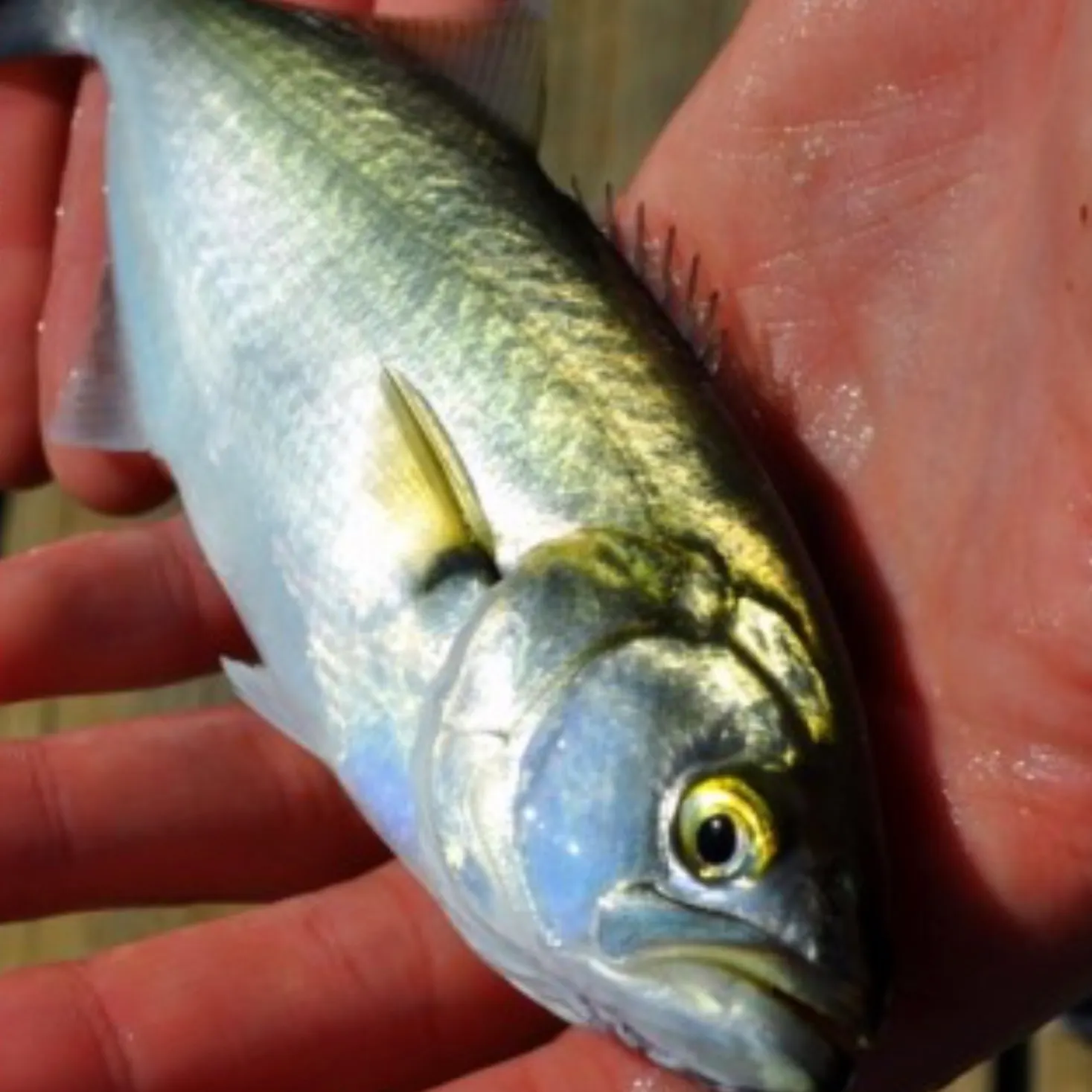 Bluefish caught on Fishbrain