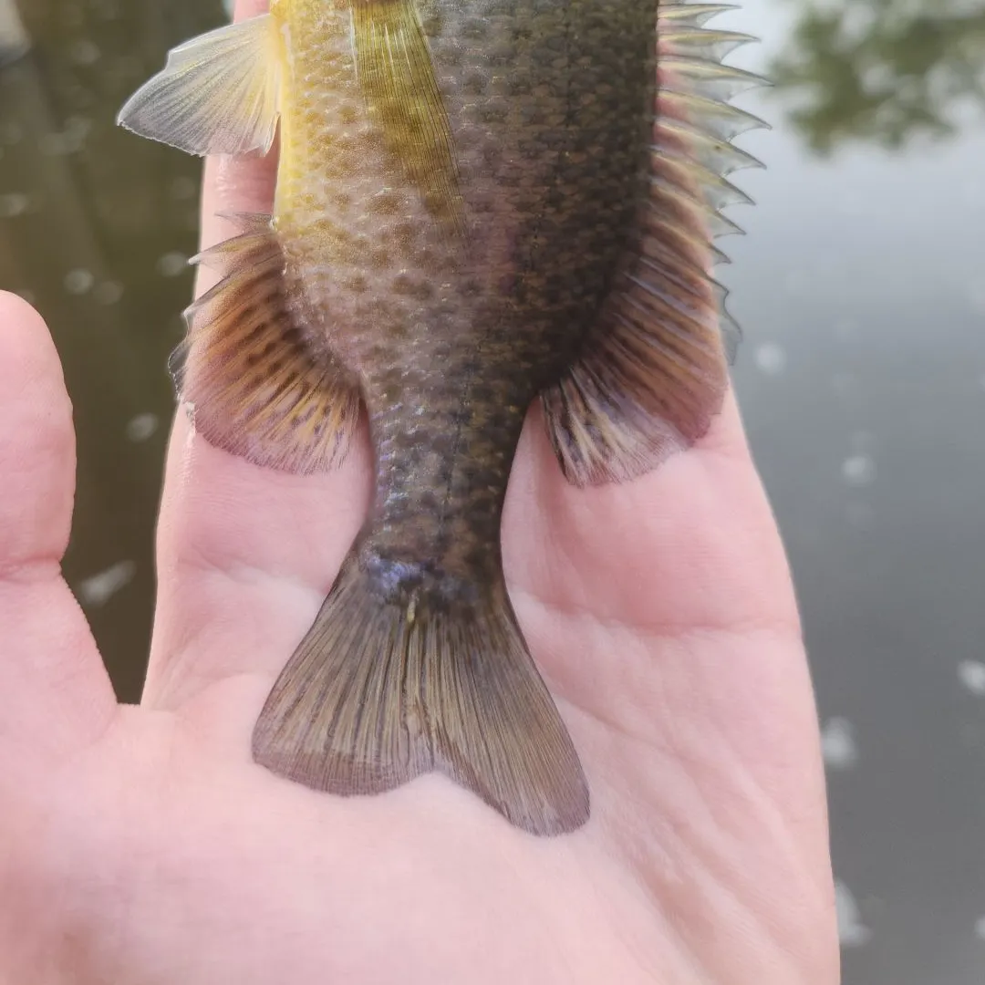 Pumpkinseed caught on Fishbrain