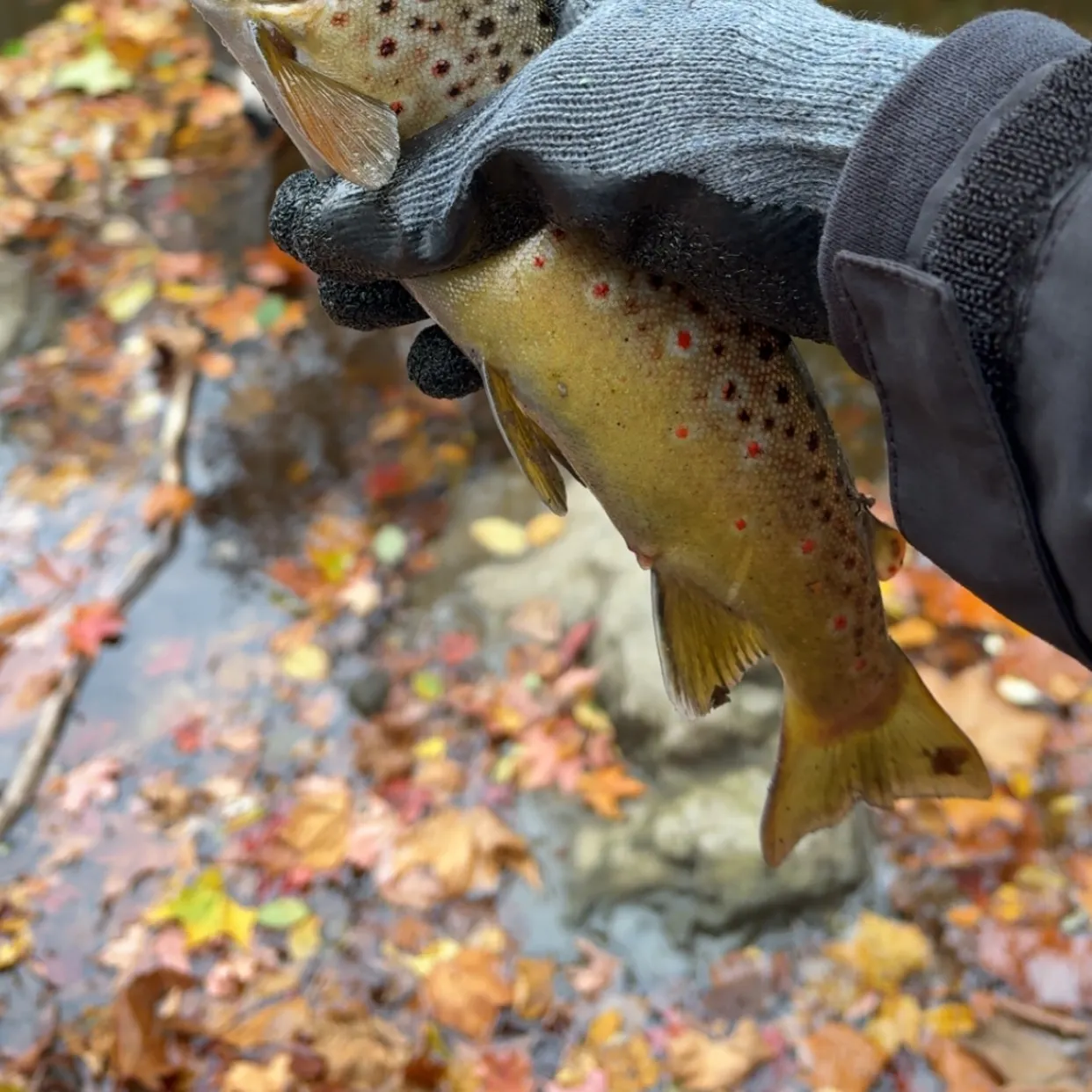 Brown trout caught on Fishbrain