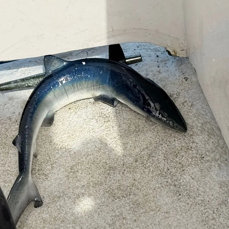 The most recent Blue shark catches on Fishbrain