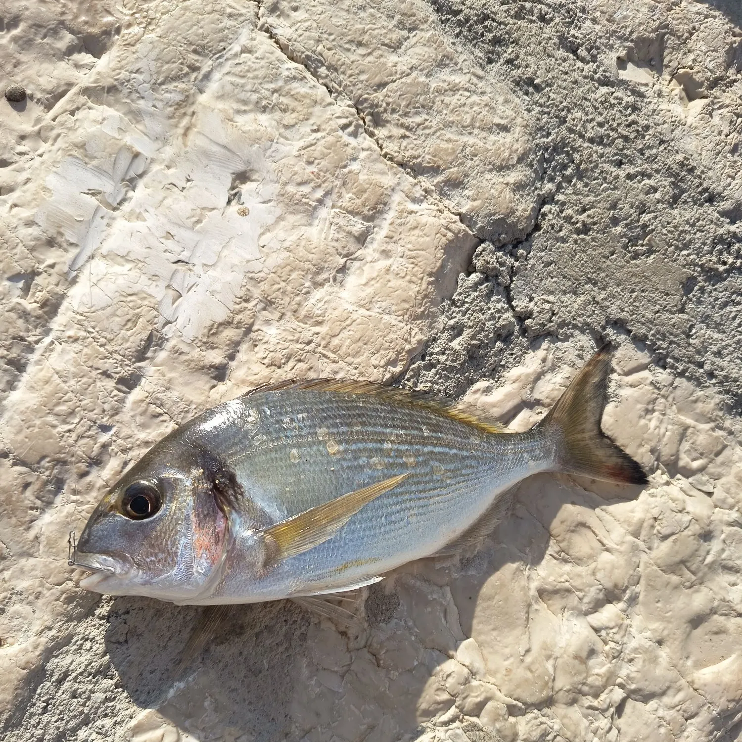 Gilthead seabream caught on Fishbrain