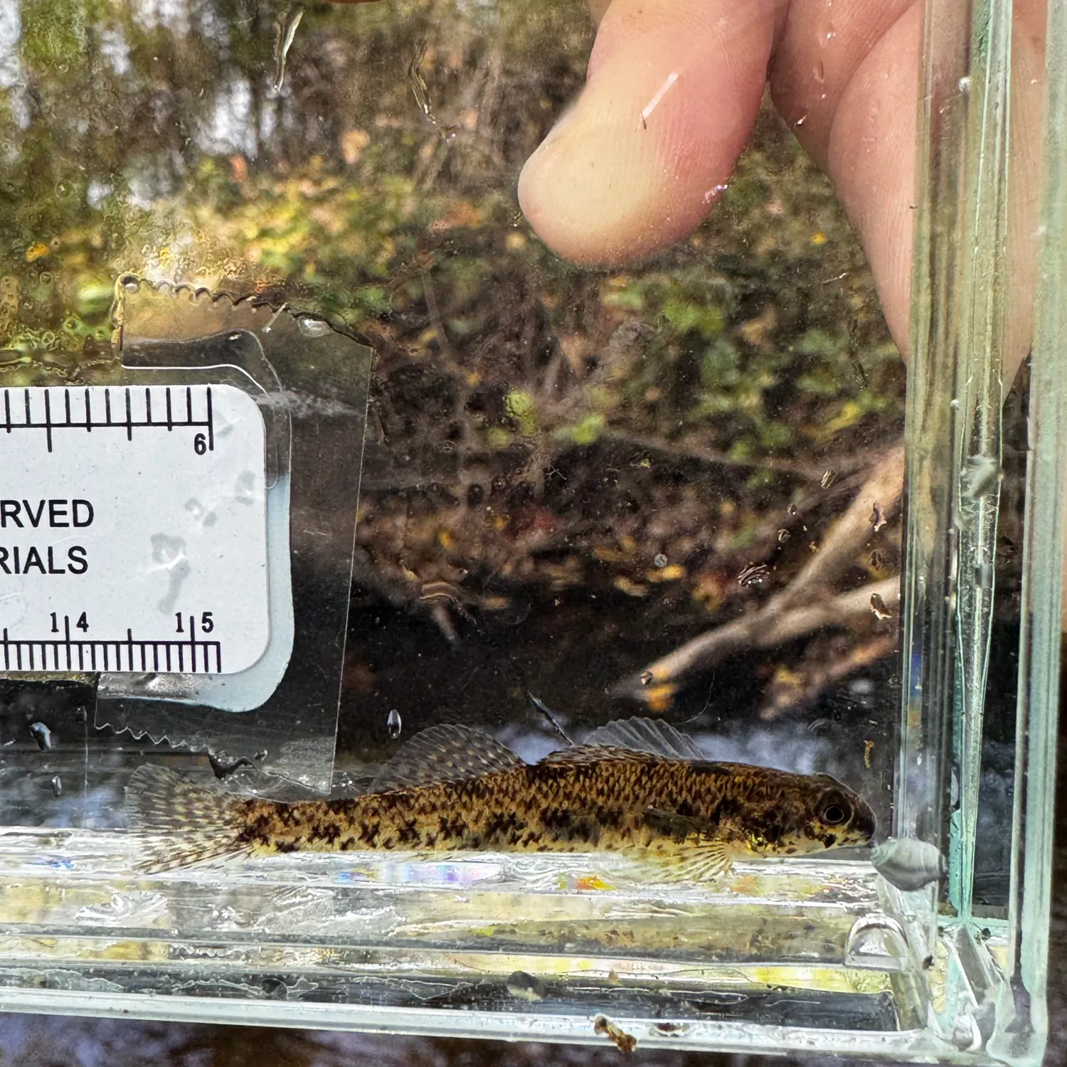 The most recent Johnny darter catches on Fishbrain