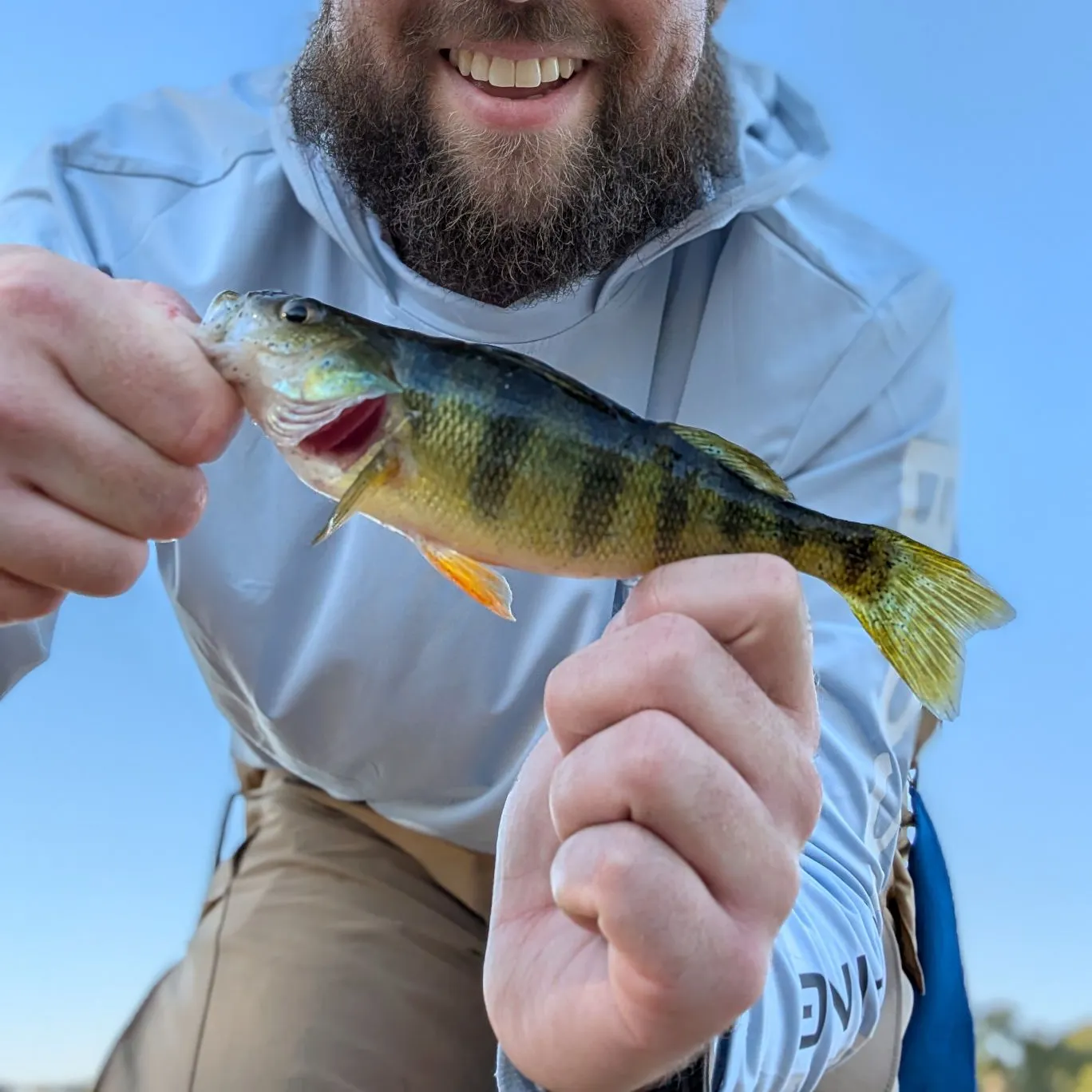 Yellow perch caught on Fishbrain