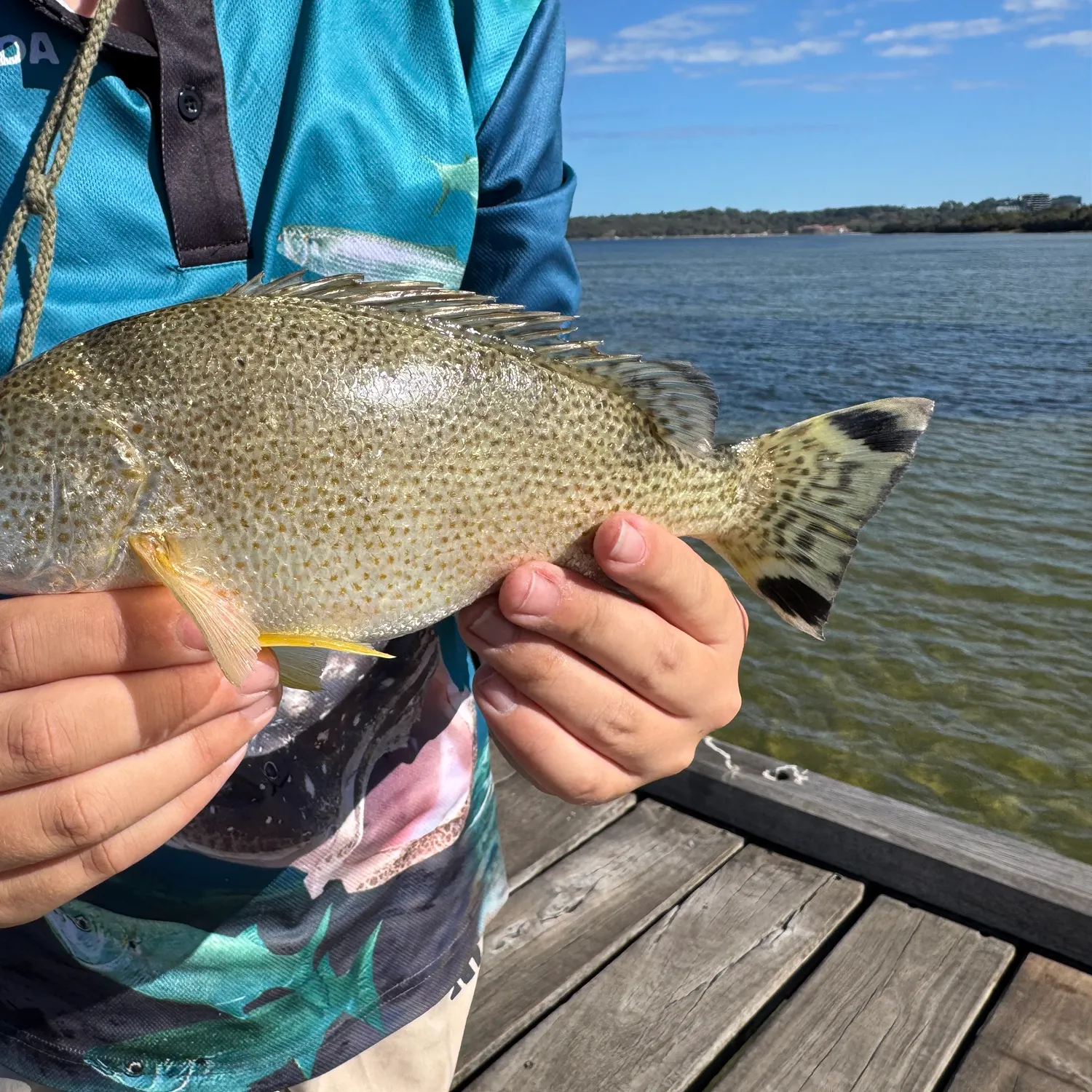 The most recent Yellowtail Grunter catches on Fishbrain