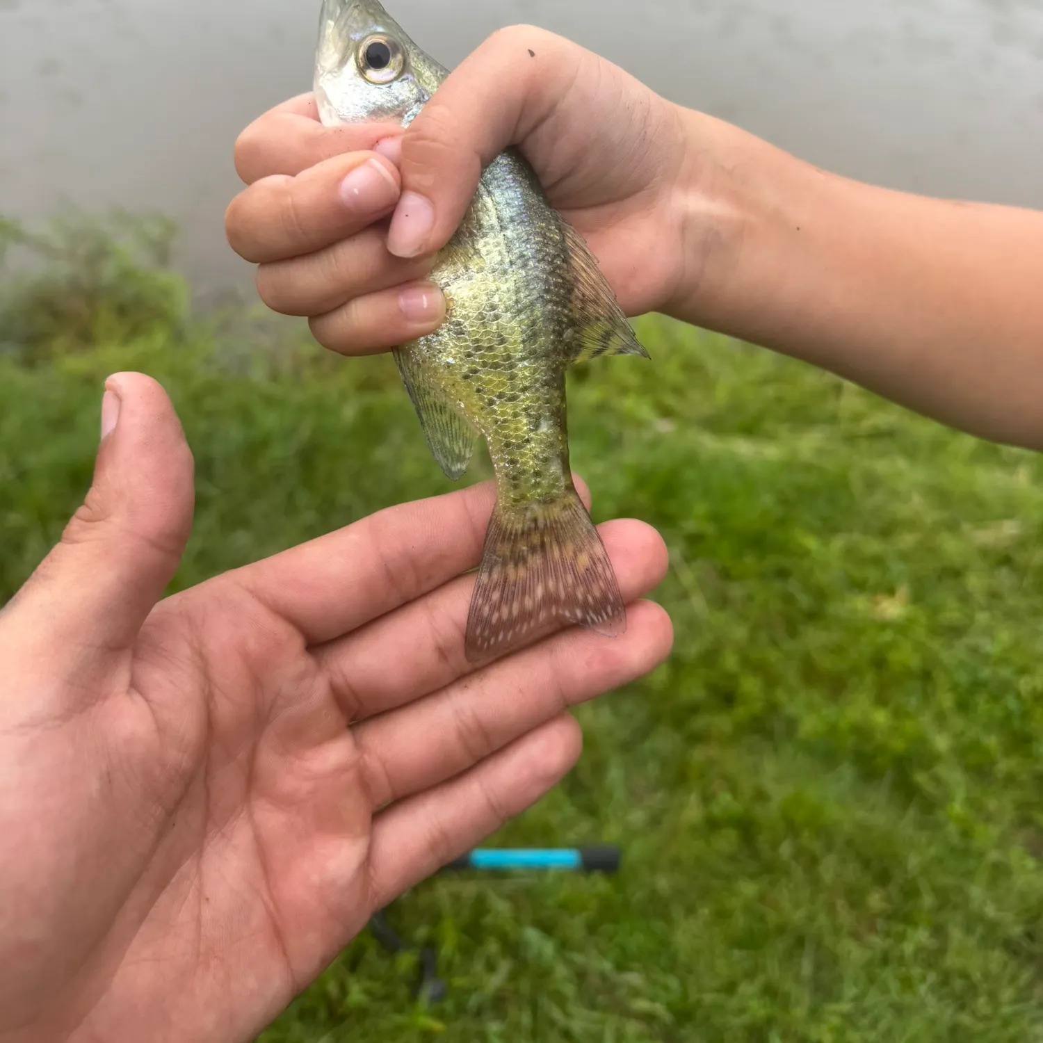 White crappie caught on Fishbrain