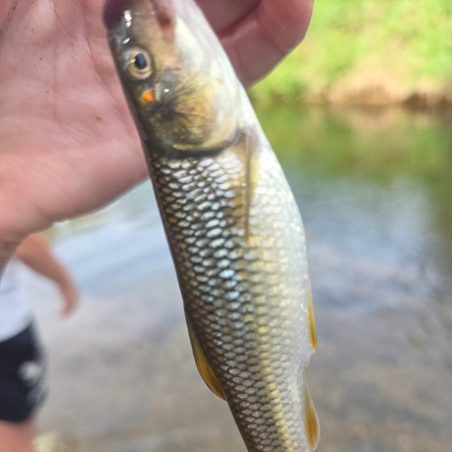 Creek chub caught on Fishbrain