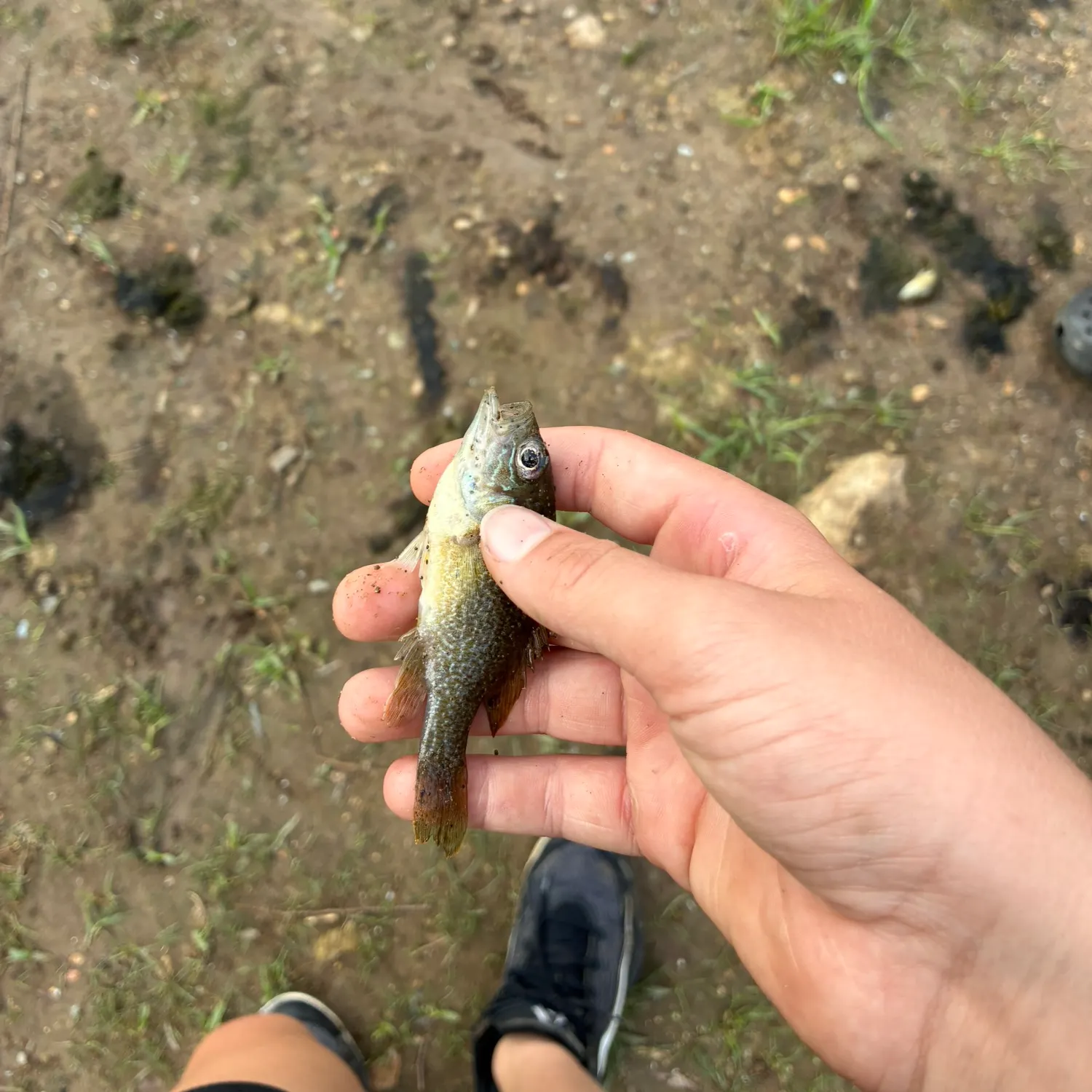 Greengill hybrid caught on Fishbrain