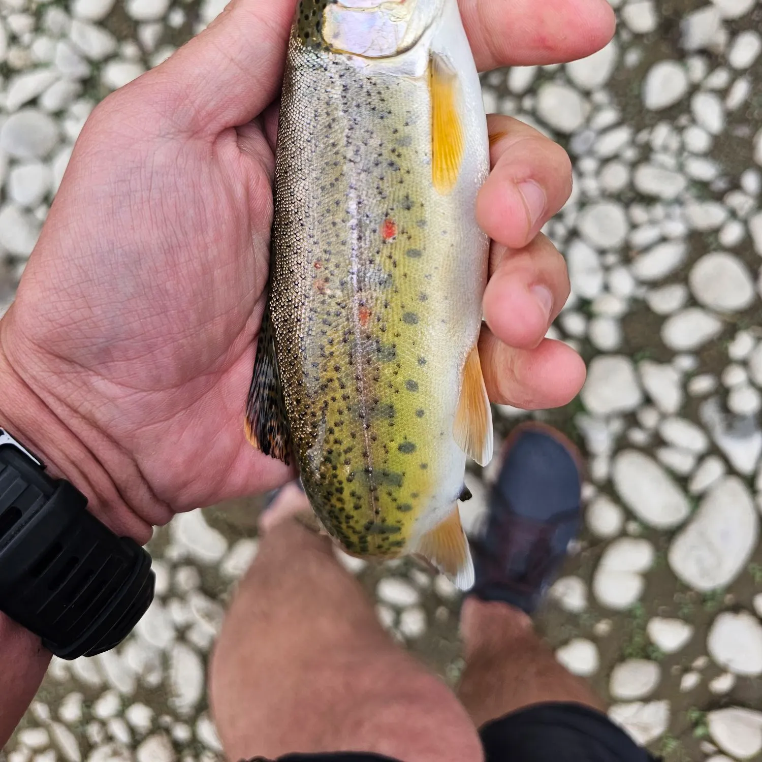 Rainbow trout caught on Fishbrain