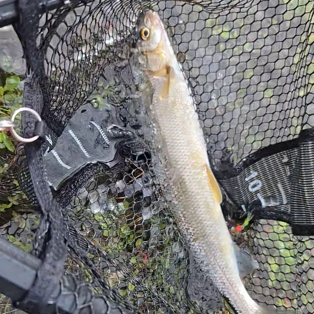 The most recent Mountain whitefish catches on Fishbrain