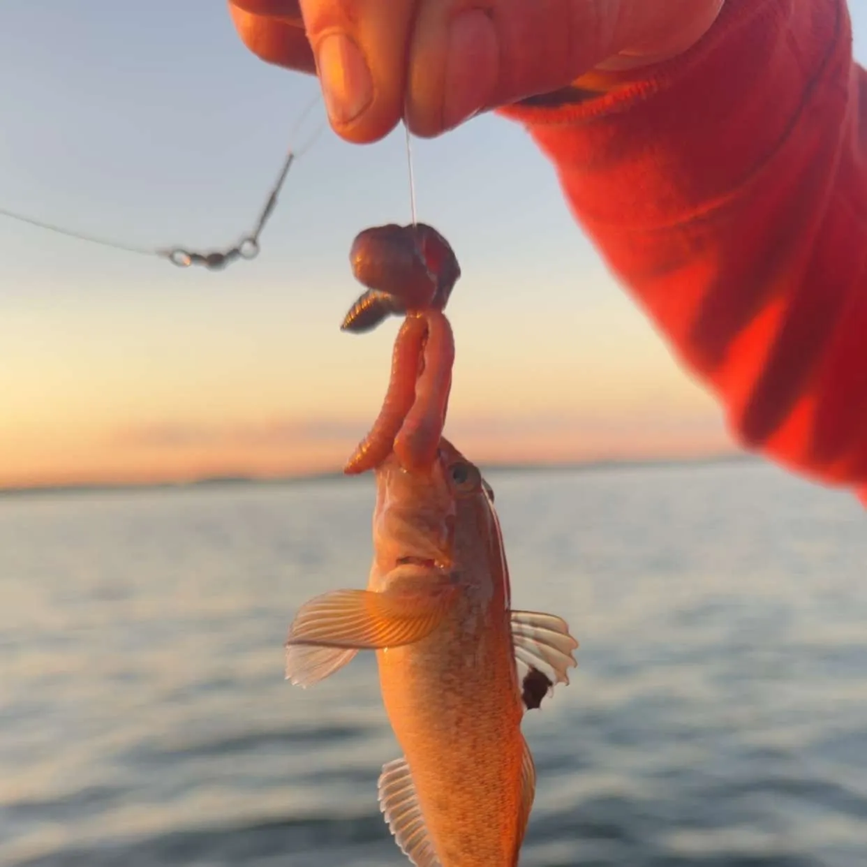 Round goby caught on Fishbrain