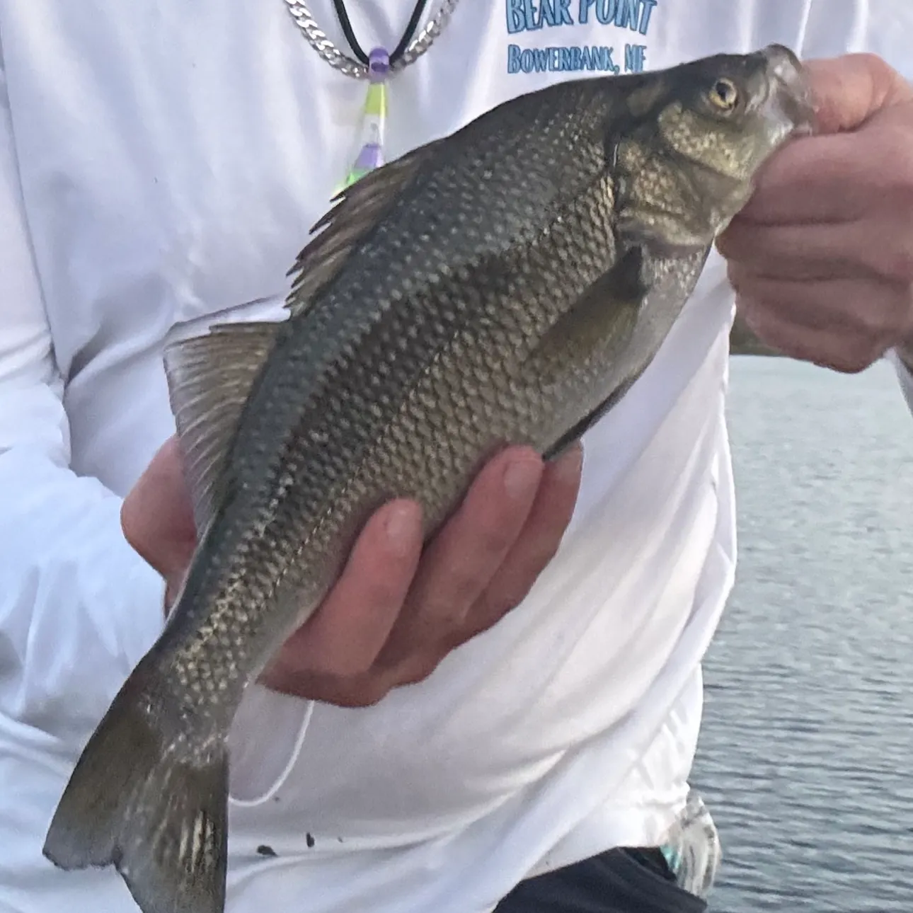 White perch caught on Fishbrain