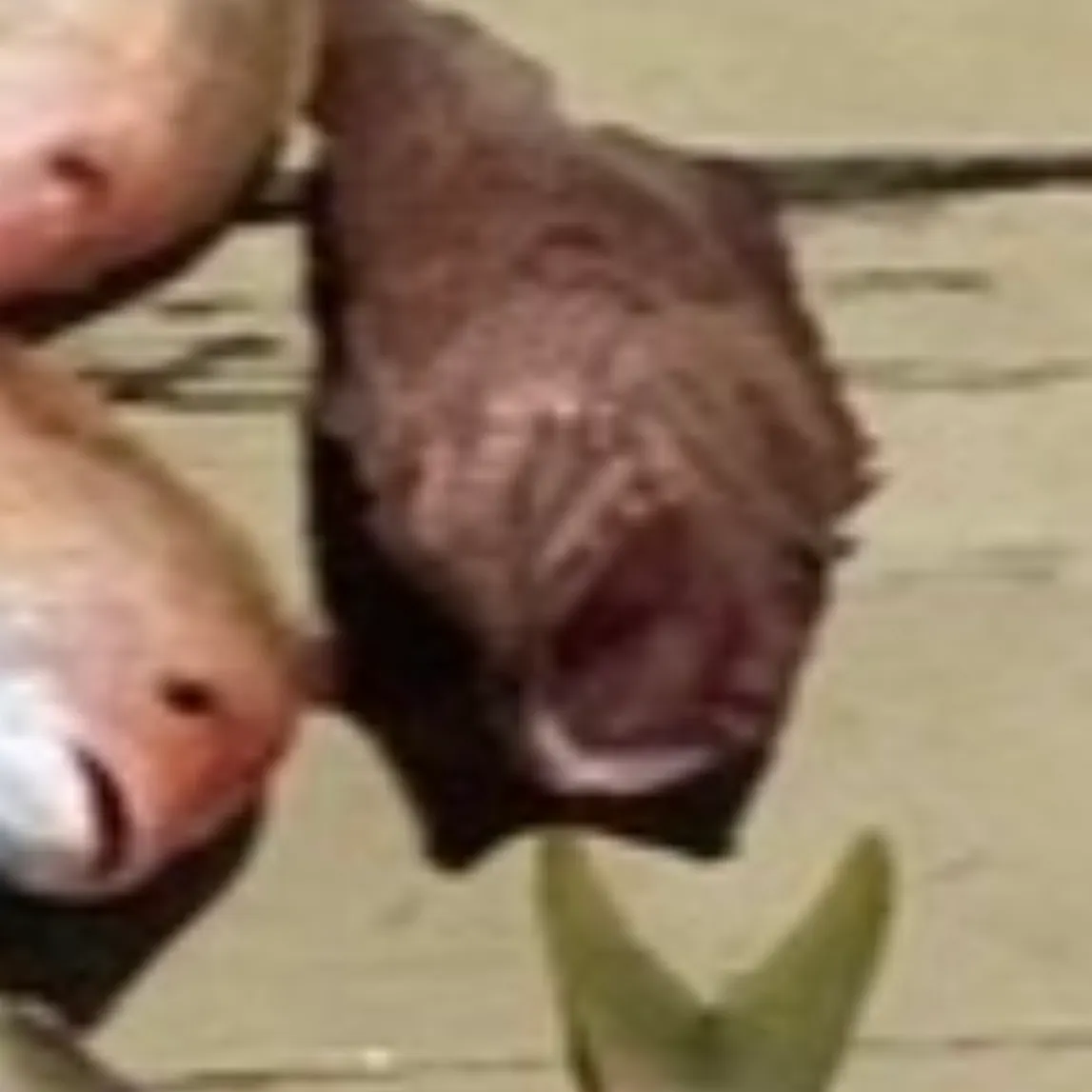 The most recent Strawberry hind catches on Fishbrain