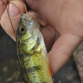 Yellow perch caught on Fishbrain