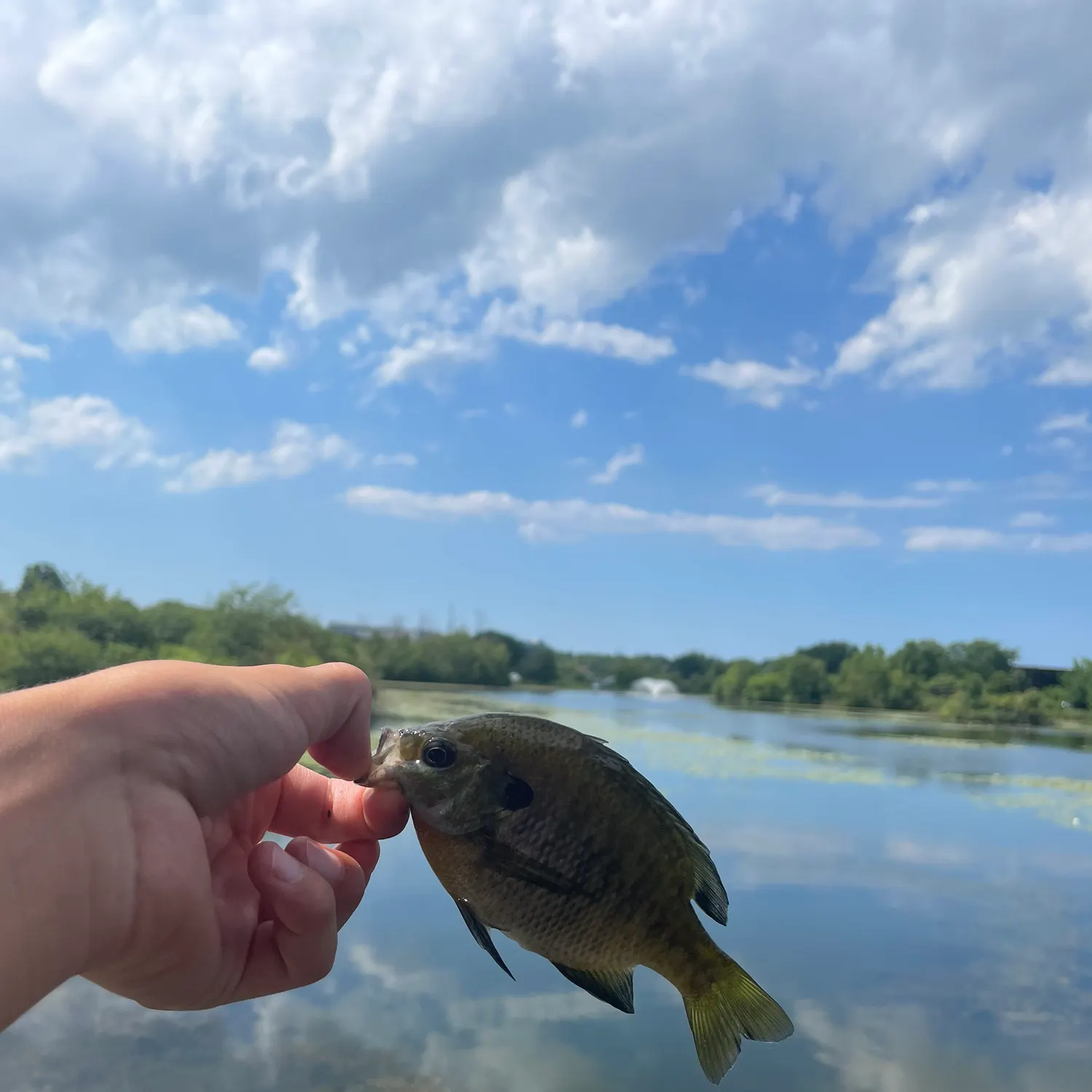 Bluegill caught on Fishbrain
