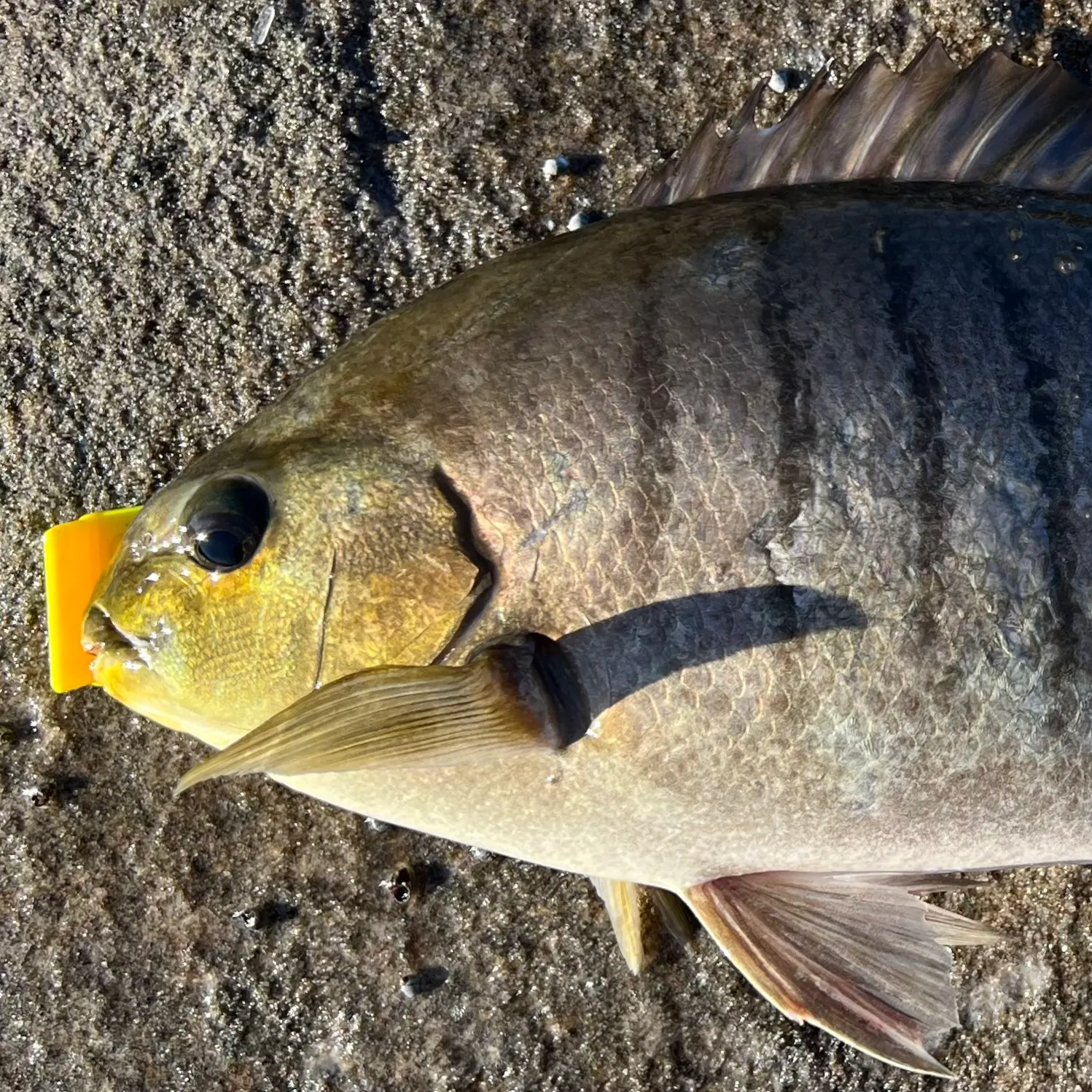 The most recent Luderick catches on Fishbrain