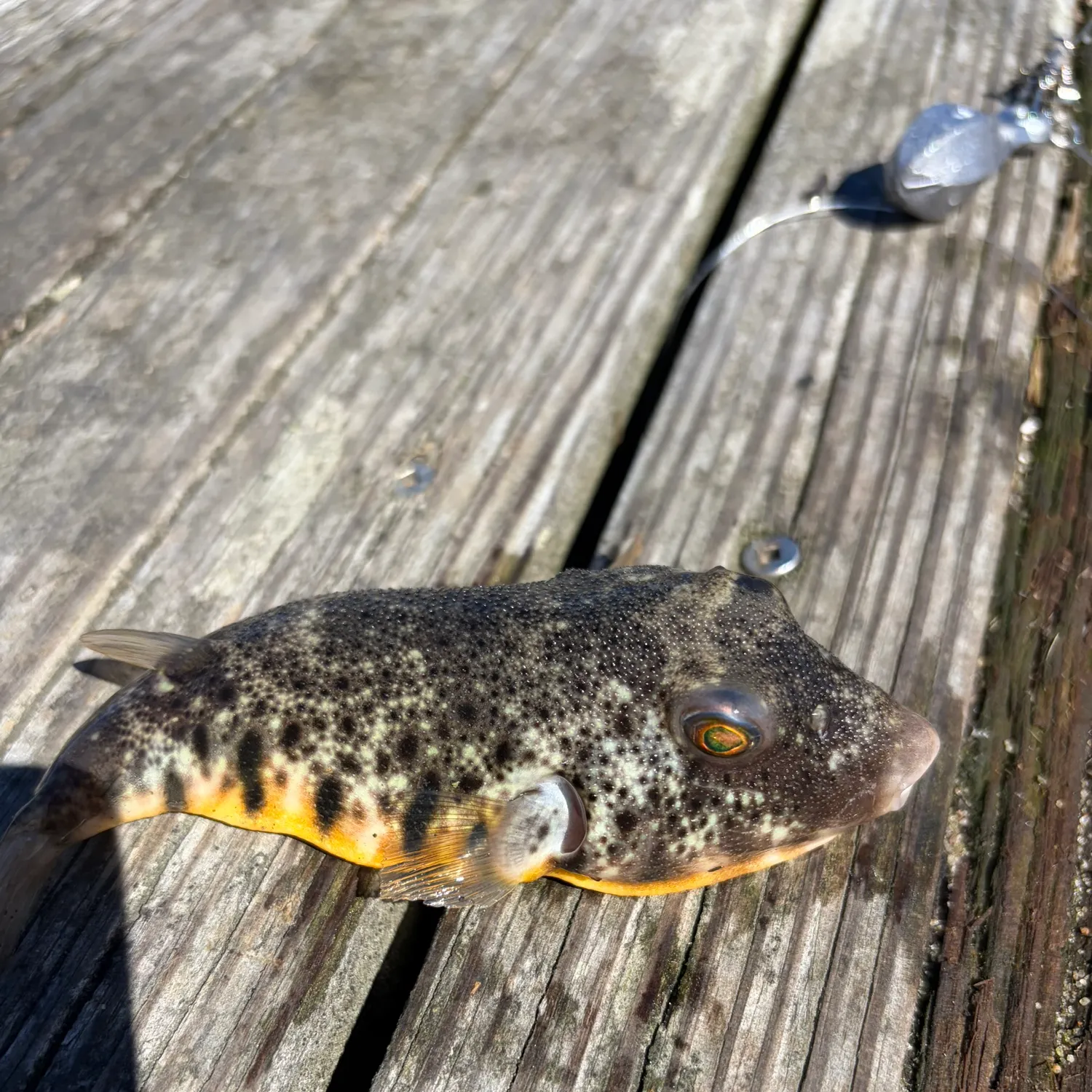 Northern puffer caught on Fishbrain