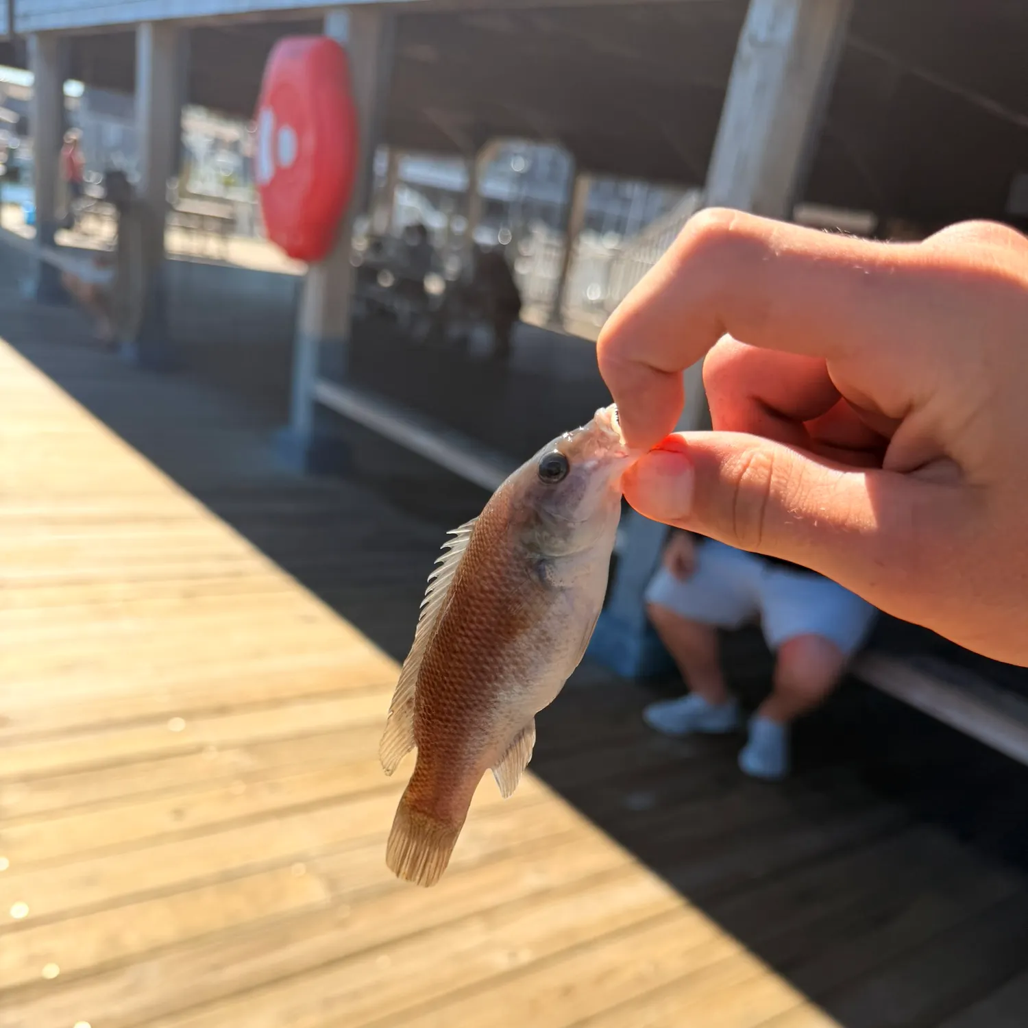 Cunner caught on Fishbrain