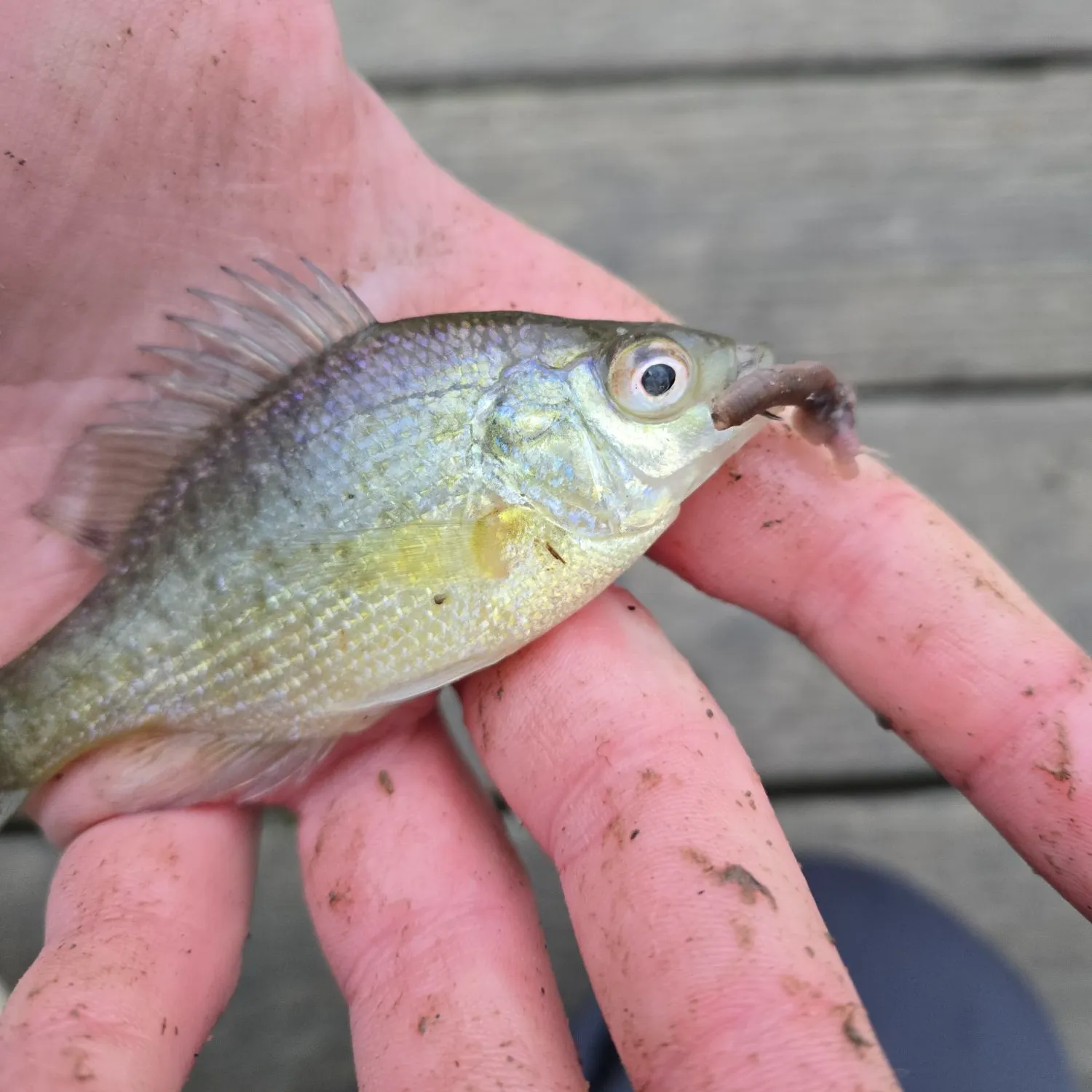 The most recent Bluegill catches on Fishbrain