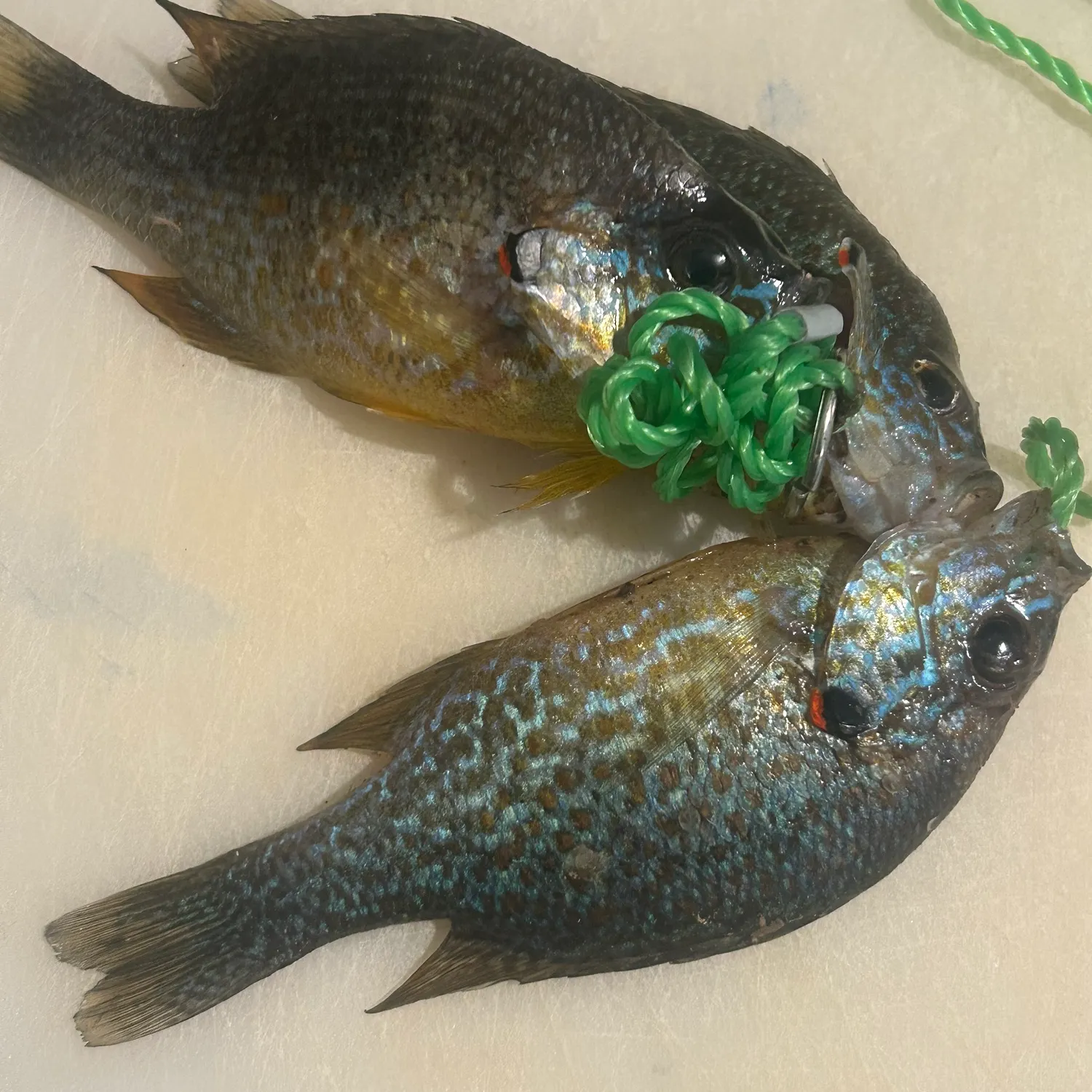 recently logged catches