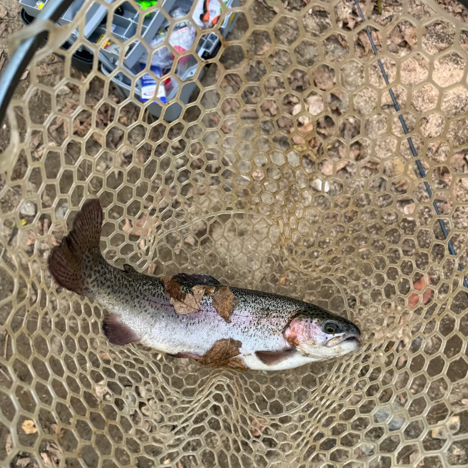 Rainbow trout caught on Fishbrain