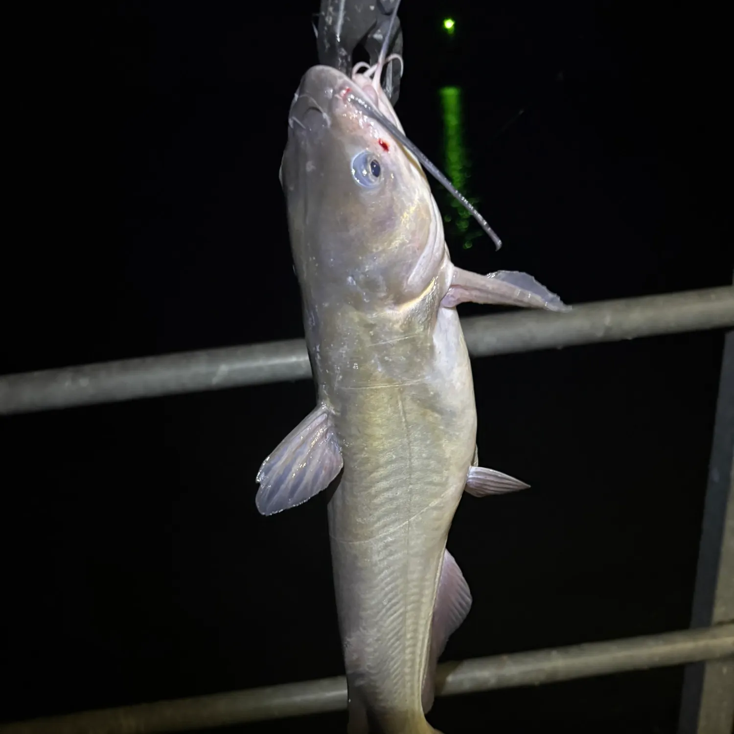 Channel catfish caught on Fishbrain