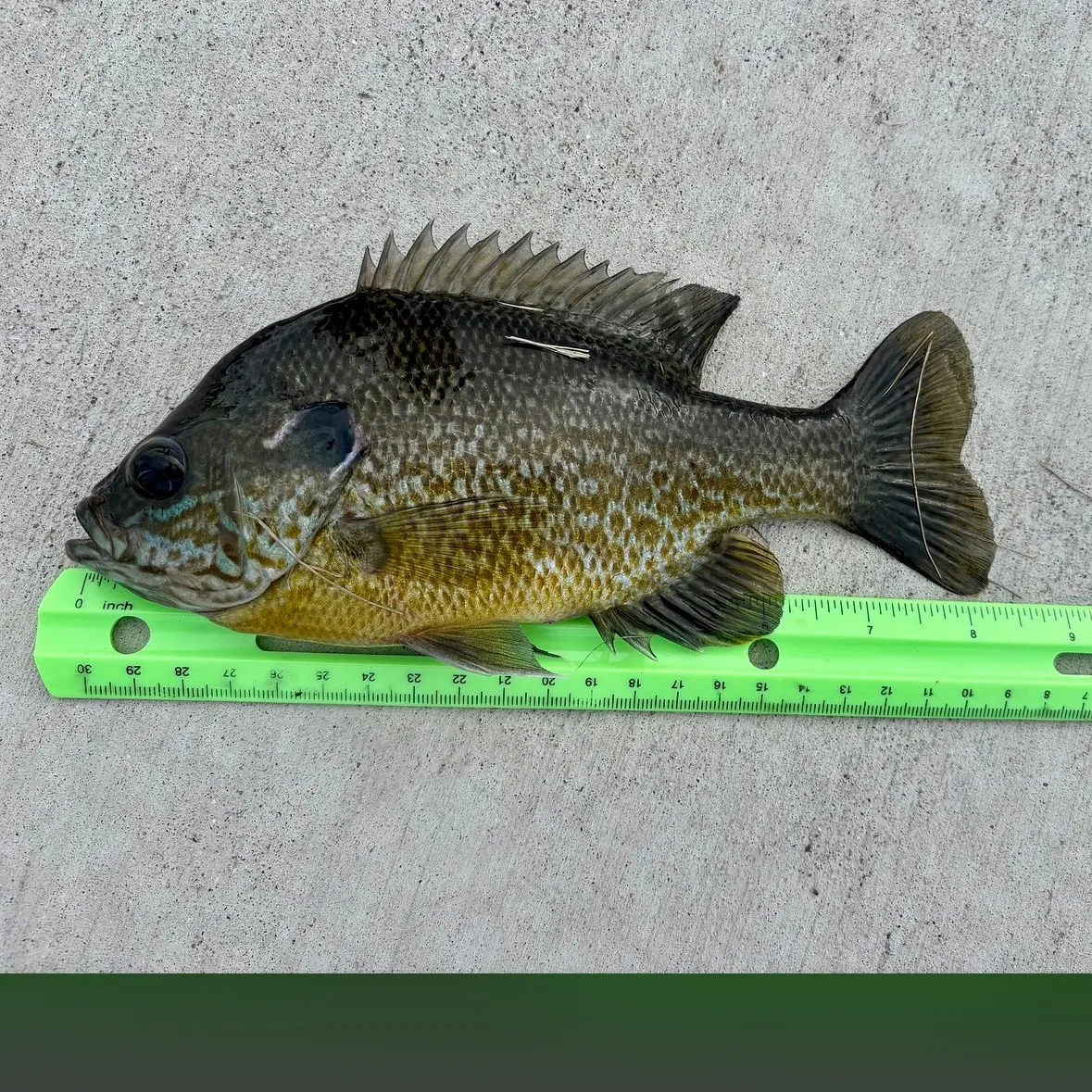 Fish caught on Fishbrain