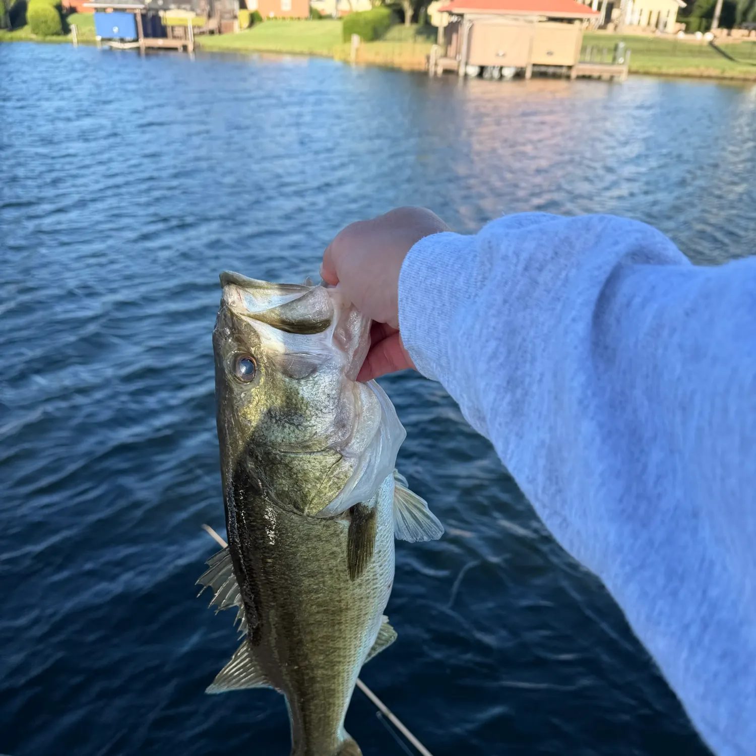 Largemouth bass caught on Fishbrain