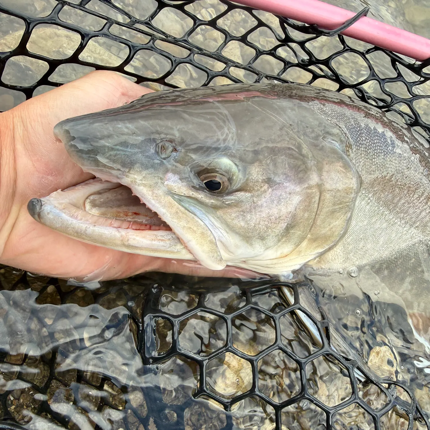 The most recent Bull trout catches on Fishbrain