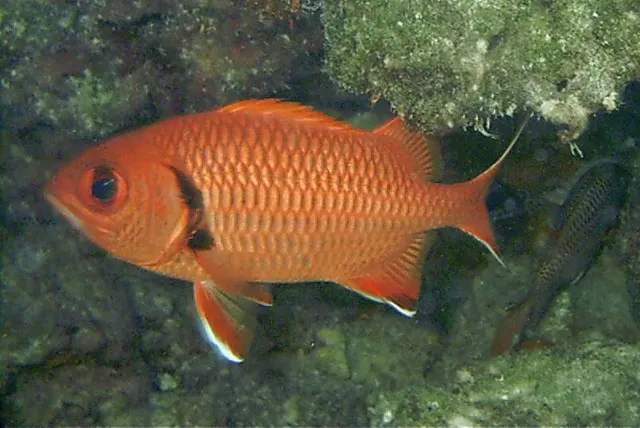 Blotcheye soldierfish