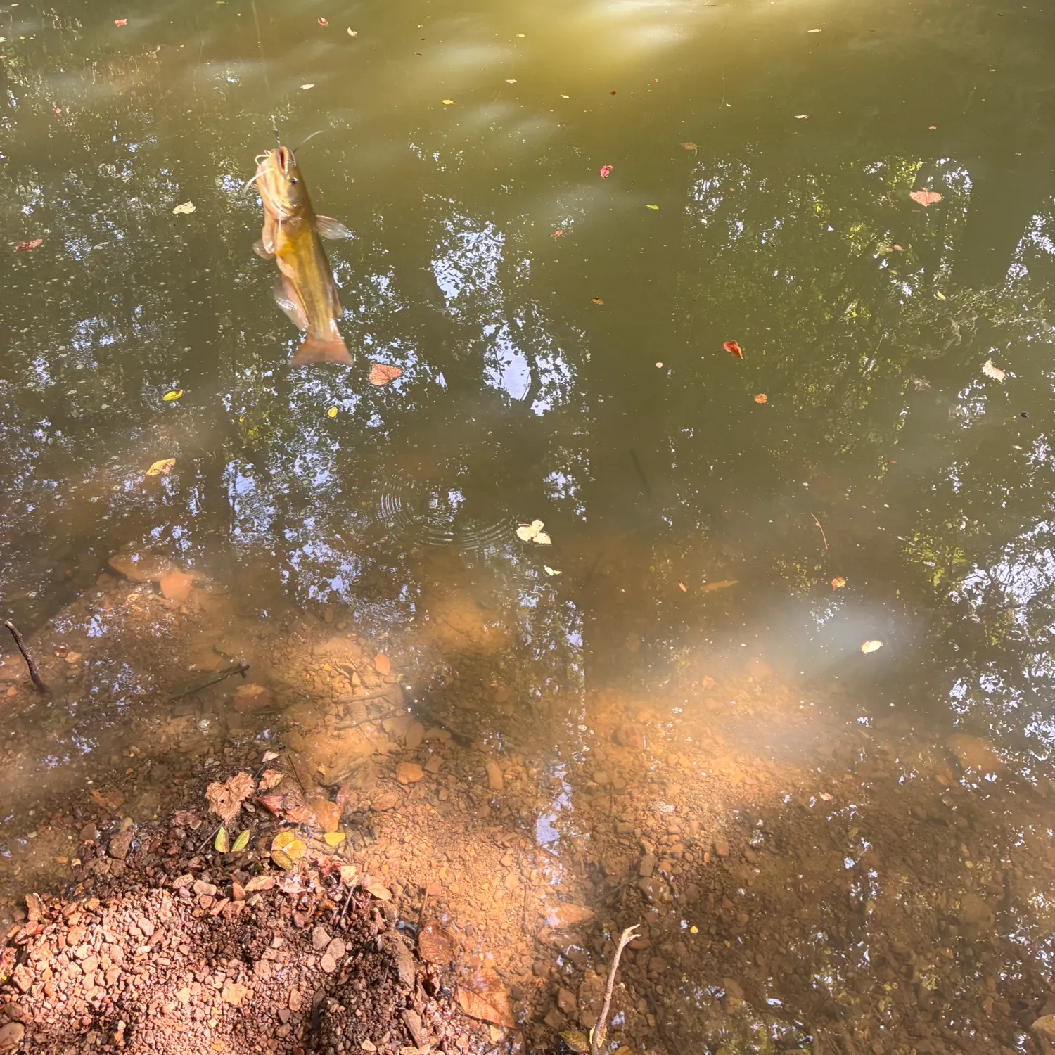 The most recent Yellow bullhead catches on Fishbrain