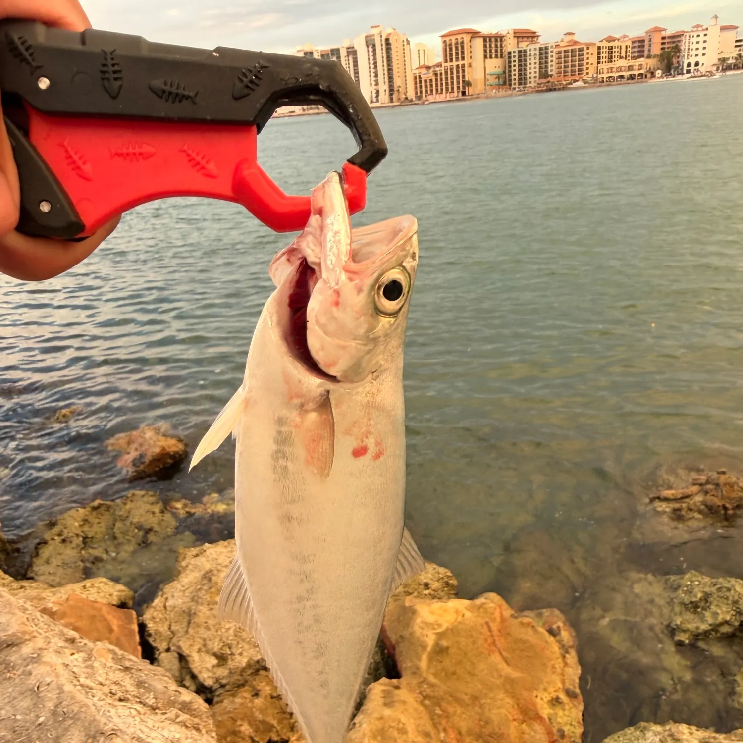 Leatherjack caught on Fishbrain
